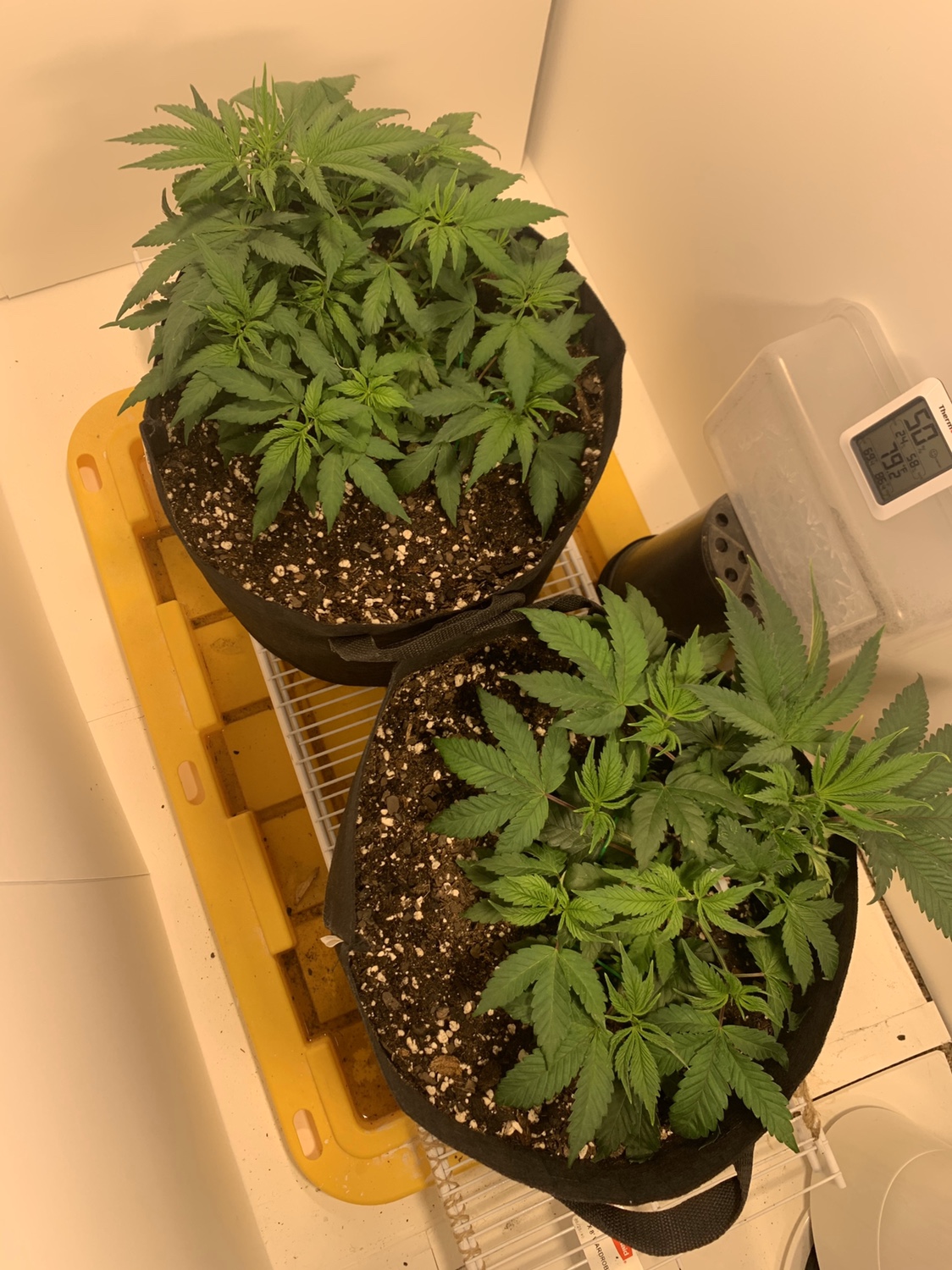 Using fox farm trio Grasscity Forums The 1 Marijuana Community Online