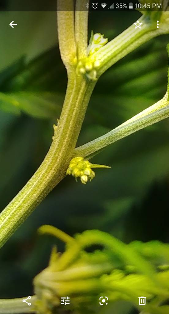 Autoflower.... Hermie?? Grasscity Forums The 1 Marijuana Community