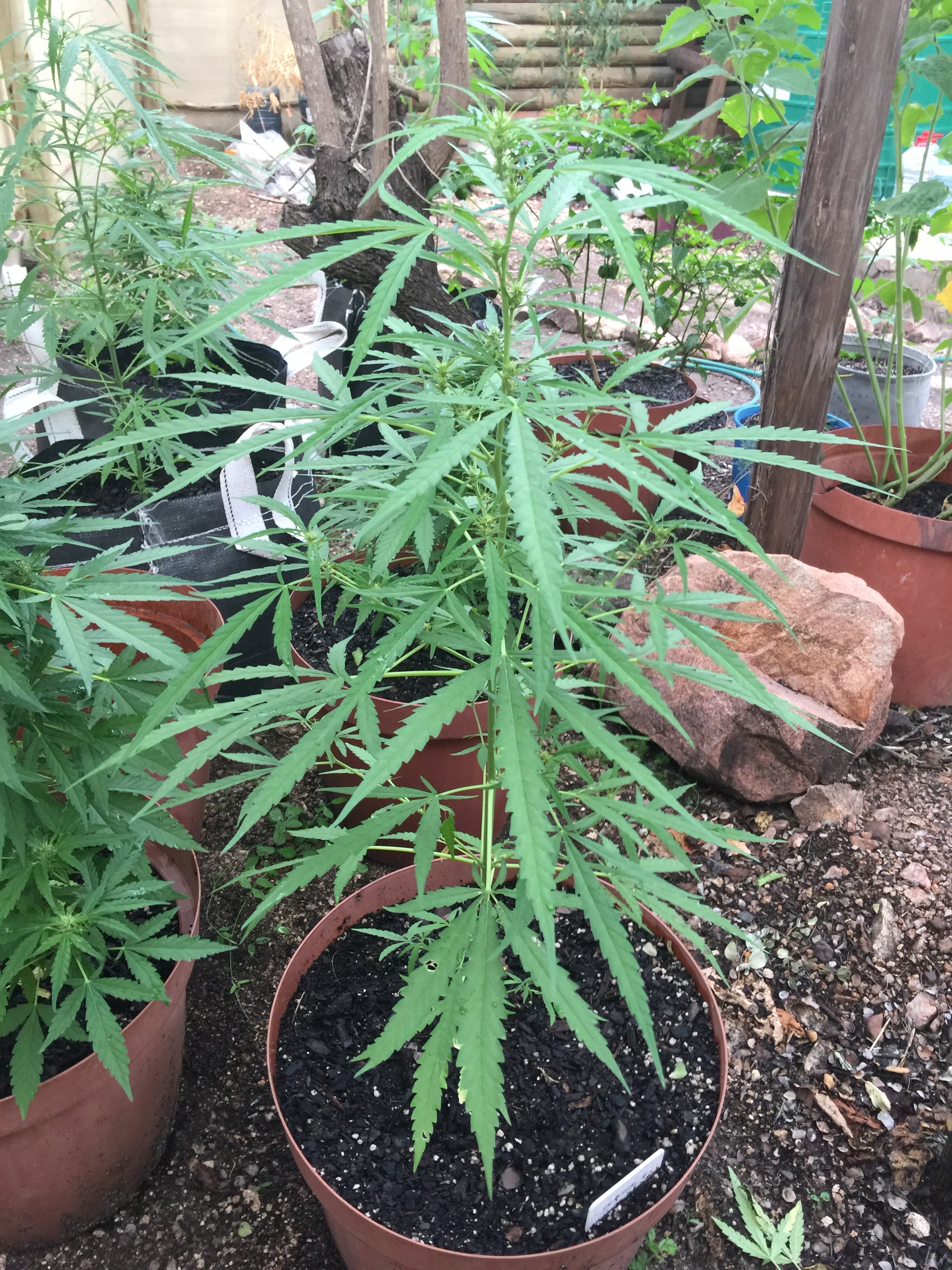 Early Flowering Question Grasscity Forums The 1 Marijuana