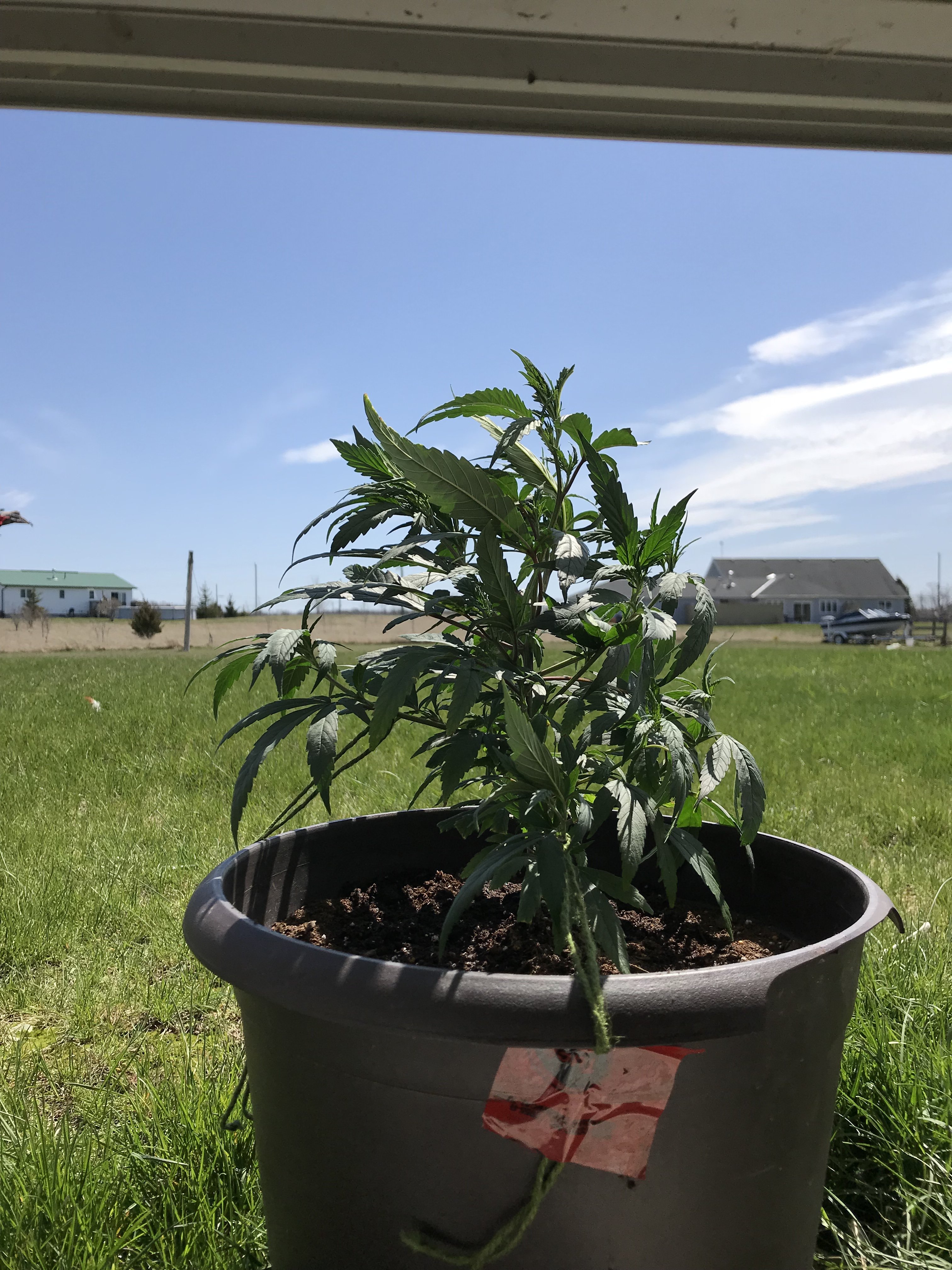 Will my plant survive outside? Grasscity Forums The 1 Marijuana