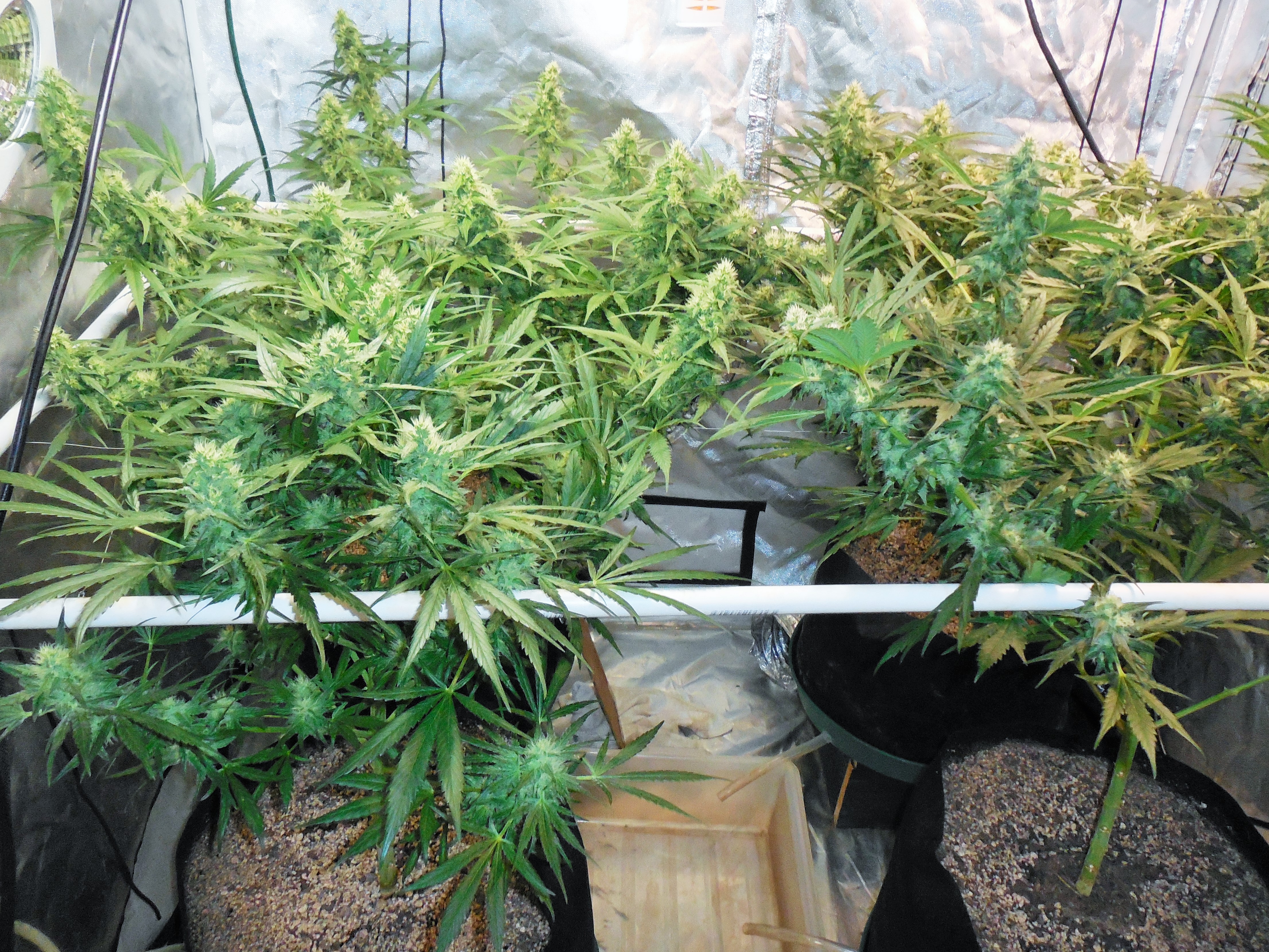 First indoor grow 2018 Page 28 Grasscity Forums The 1 Marijuana