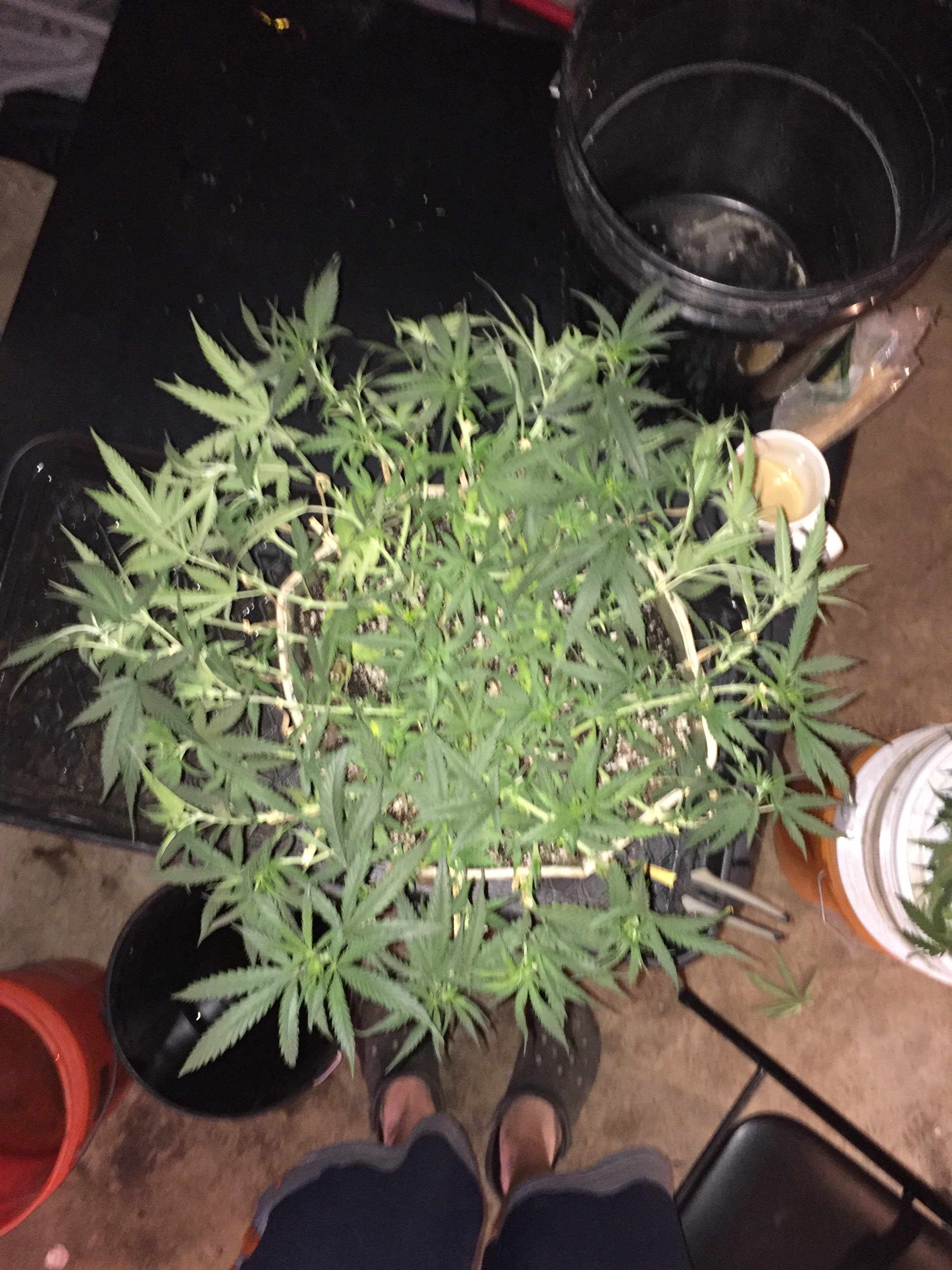 Are these buds typical for 3 weeks into flowering? Grasscity Forums