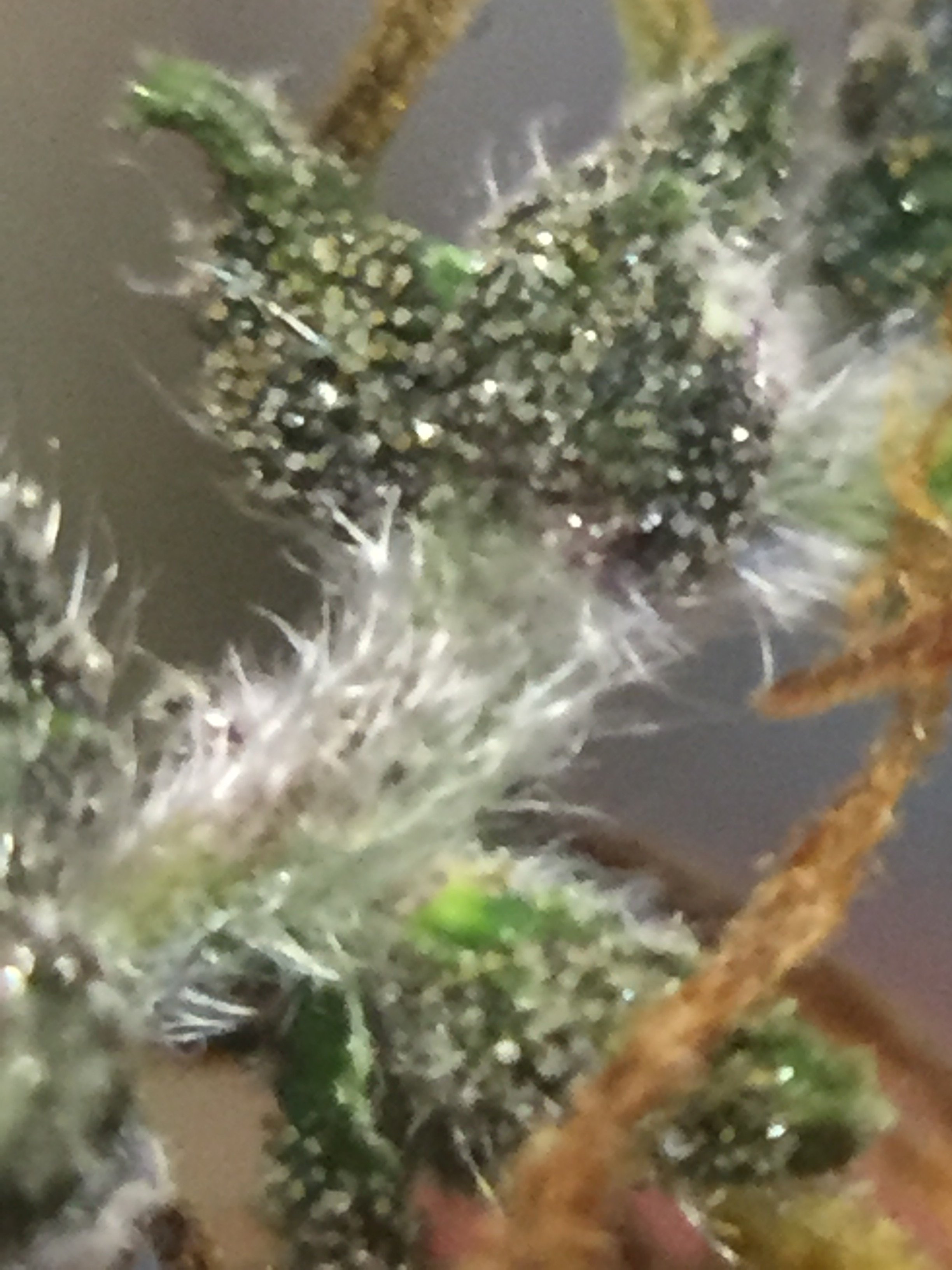 Plant hairs or mold? Grasscity Forums The 1 Marijuana Community Online