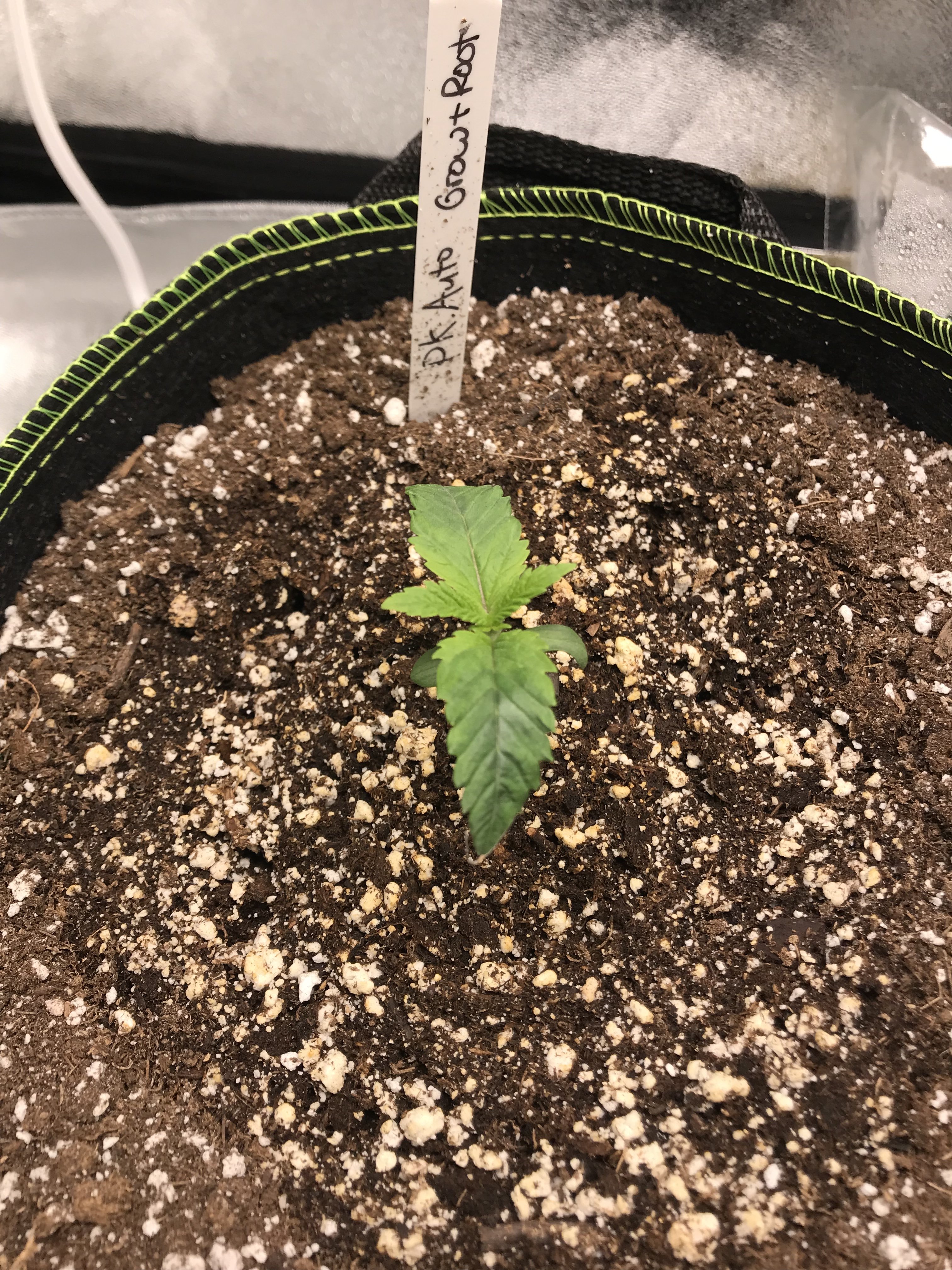 Light for Seedling/Veg Grasscity Forums The 1 Marijuana Community