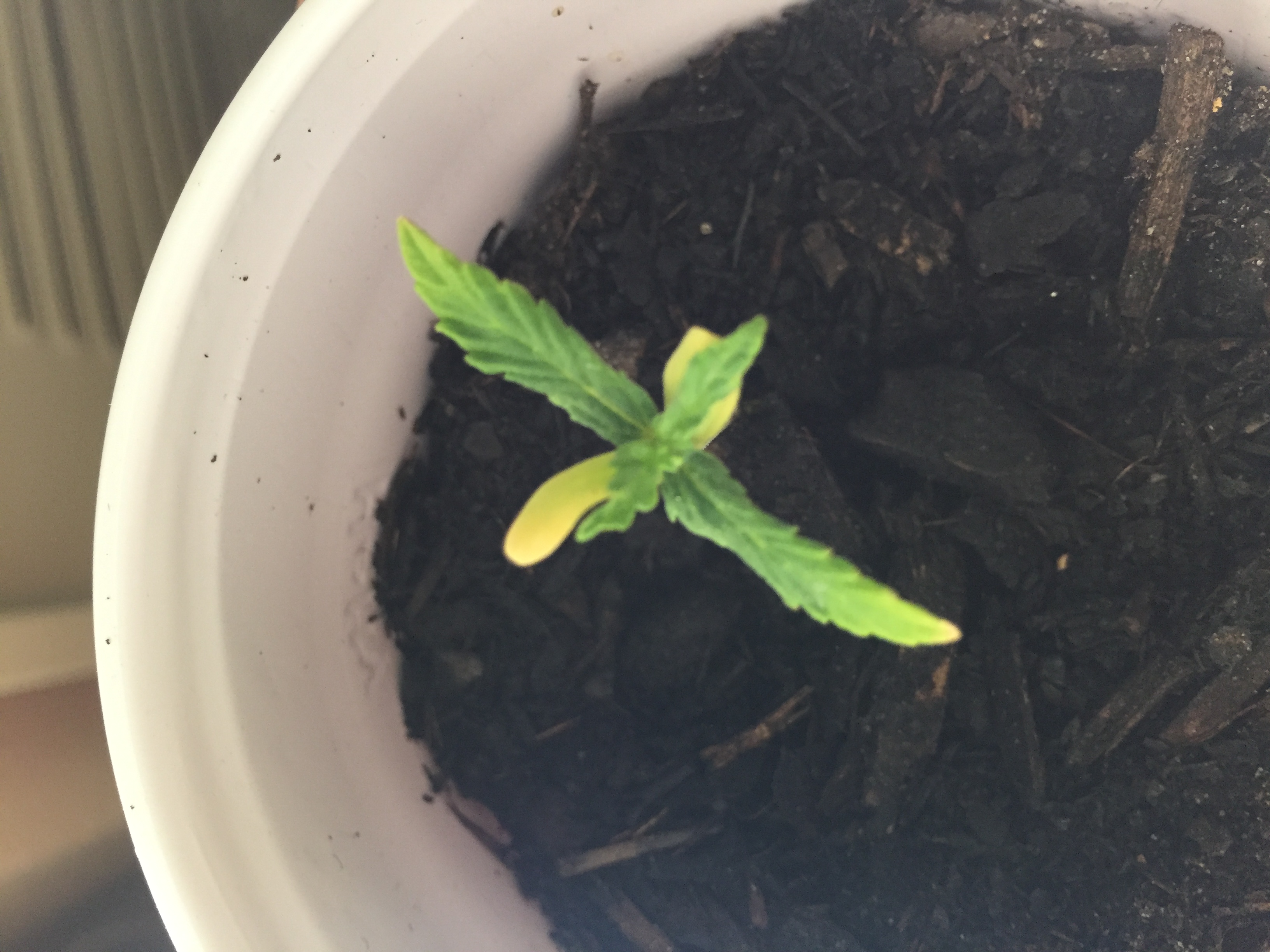 Baby plants are dying not even two weeks old! Grasscity Forums The
