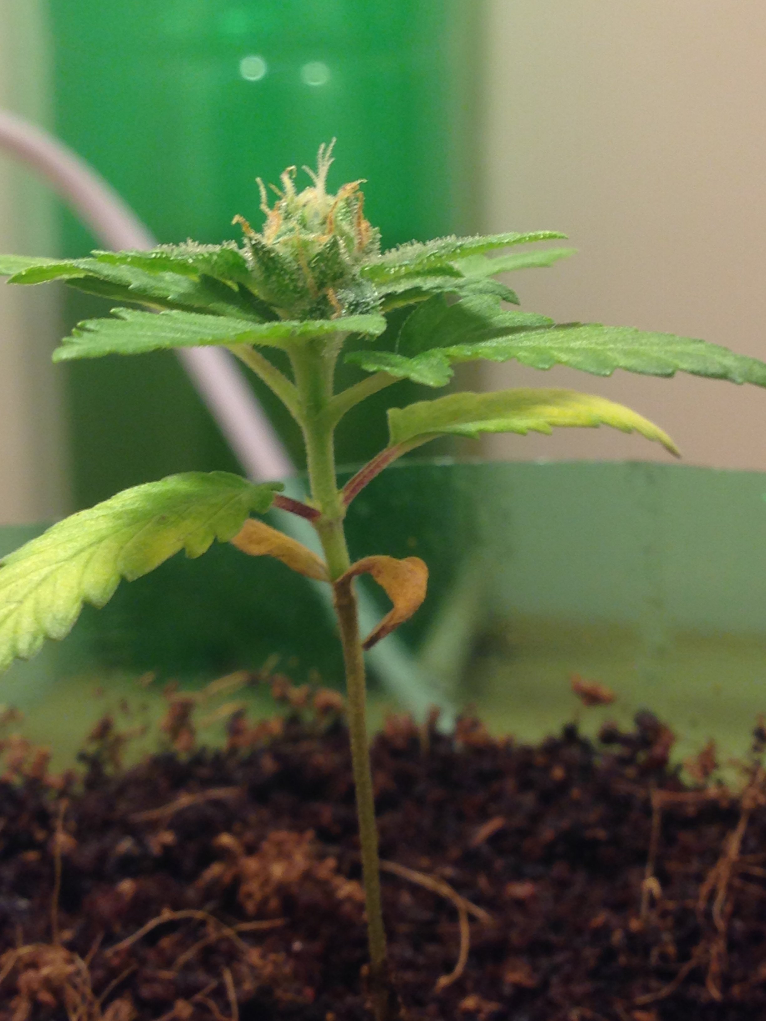 Autoflower CFL grow ?!? Need help Grasscity Forums The 1 Marijuana