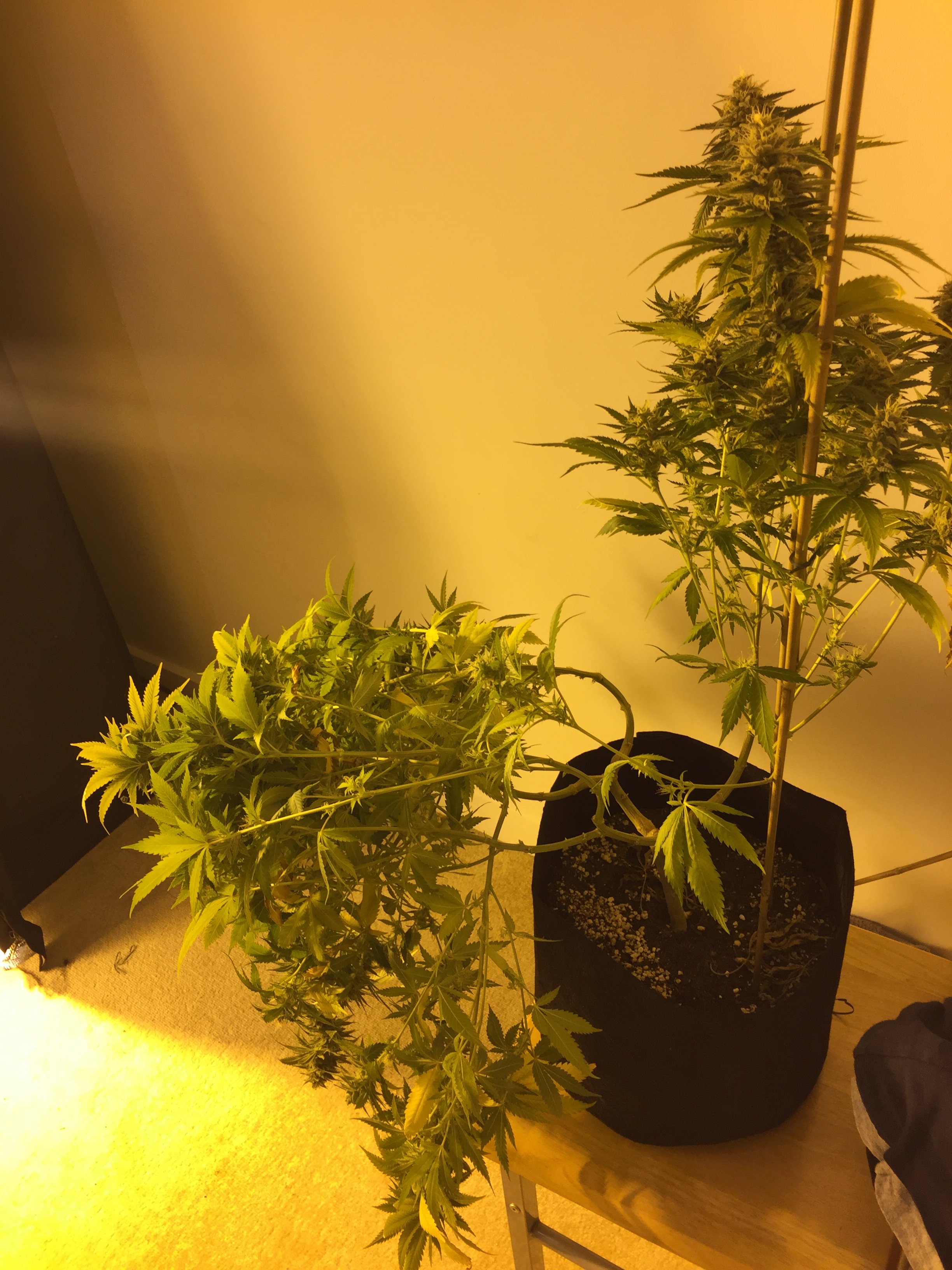 Plants falling over Grasscity Forums The 1 Marijuana Community