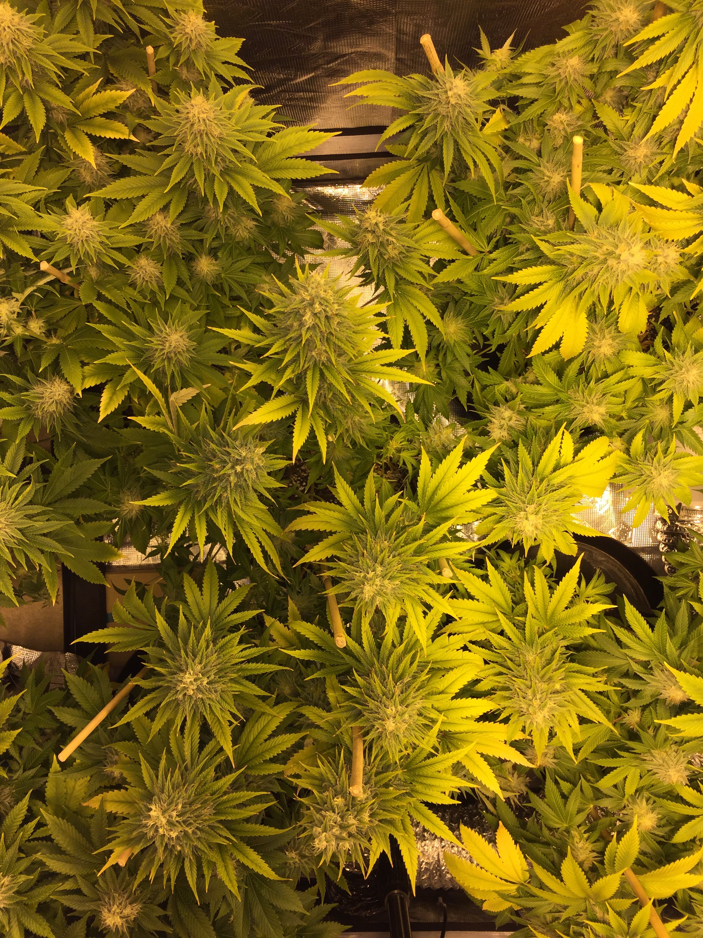 Plants falling over Grasscity Forums The 1 Marijuana Community