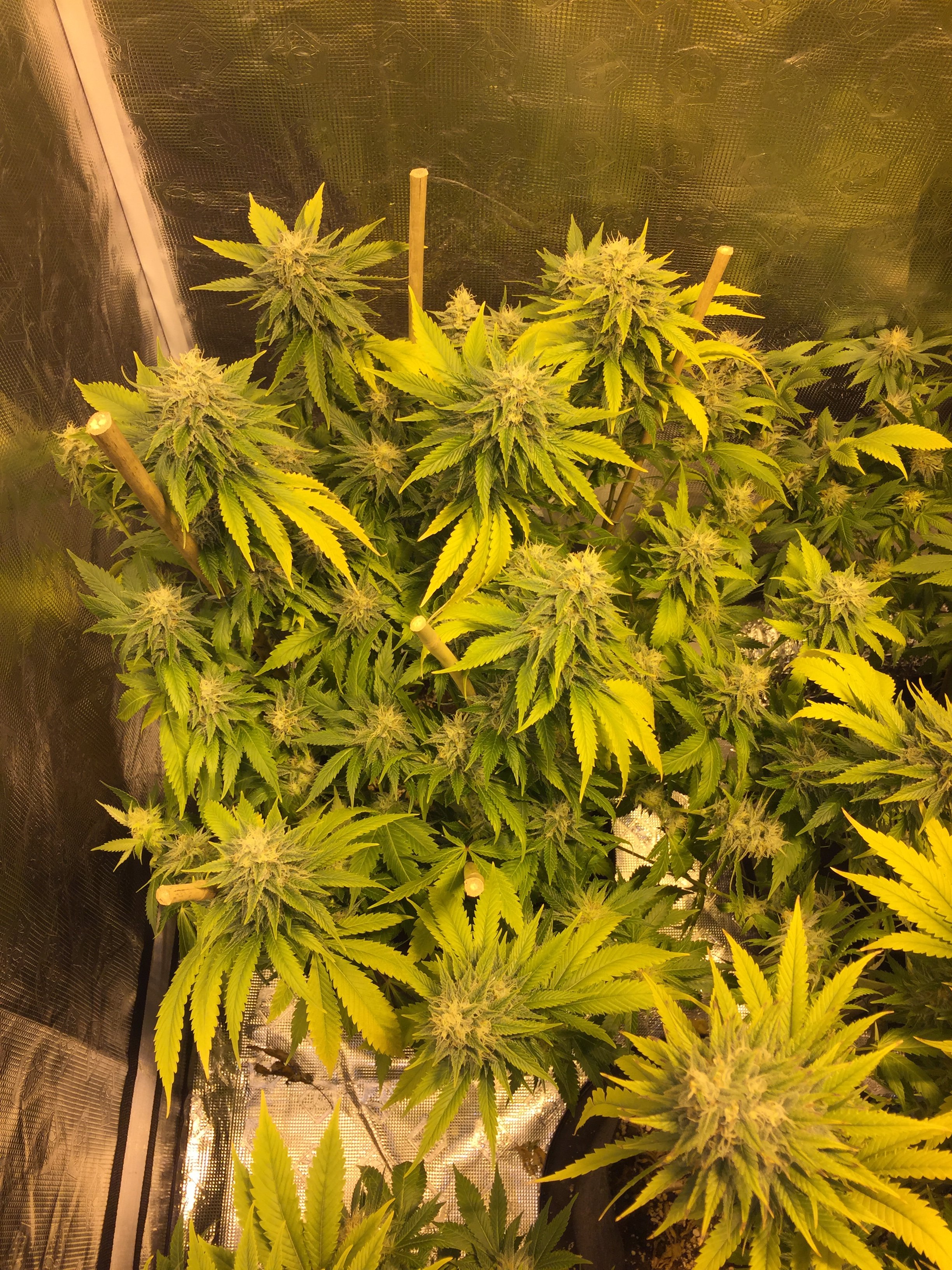 Plants falling over Grasscity Forums The 1 Marijuana Community