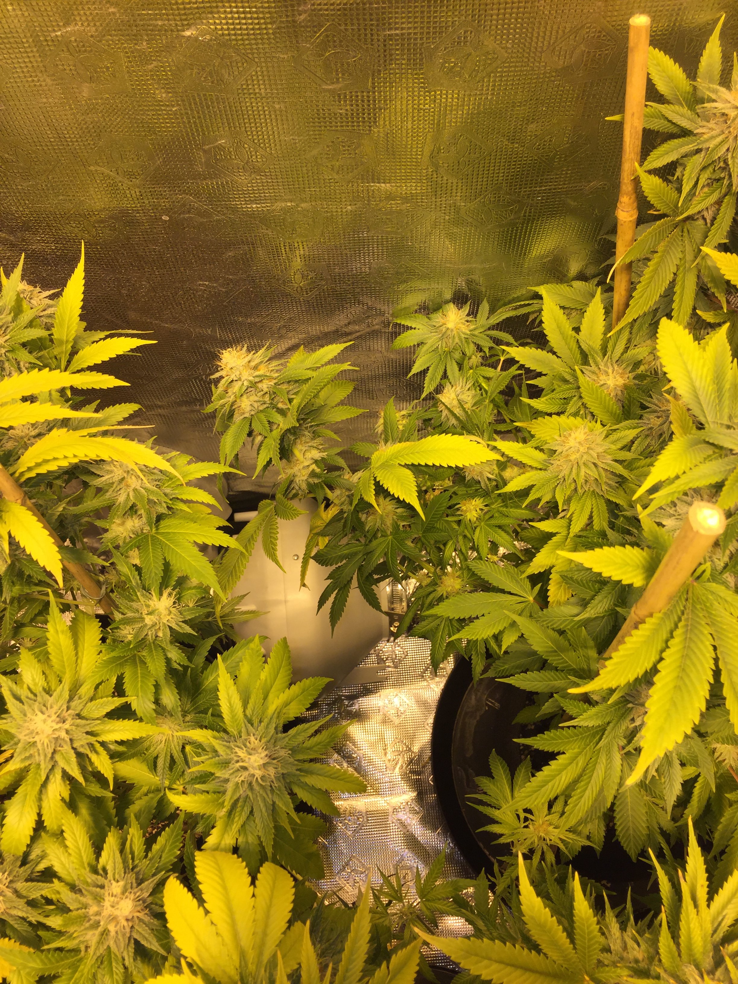 Plants falling over Grasscity Forums The 1 Marijuana Community