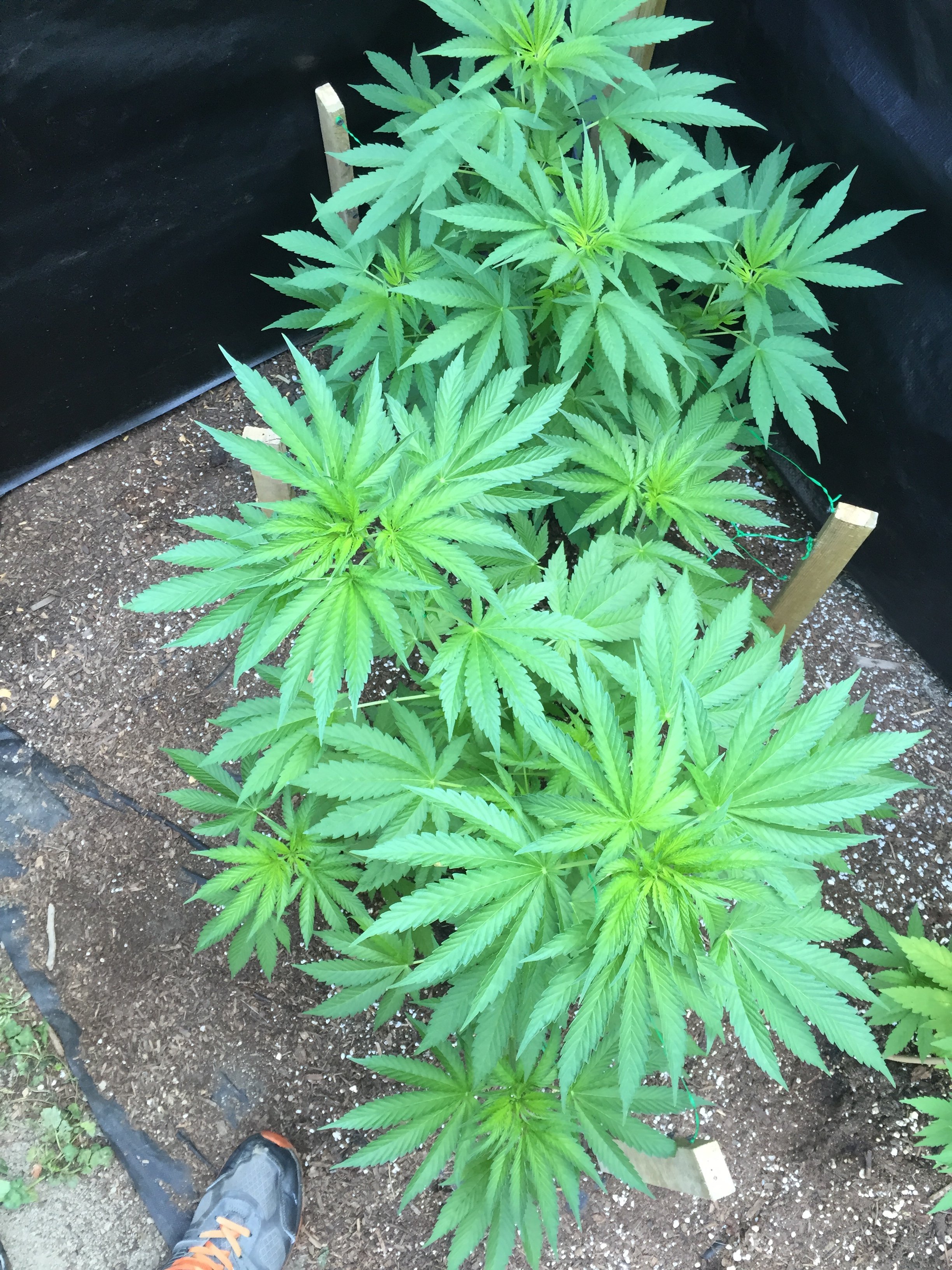 How do these look? Need help sexing plants Grasscity Forums The 1