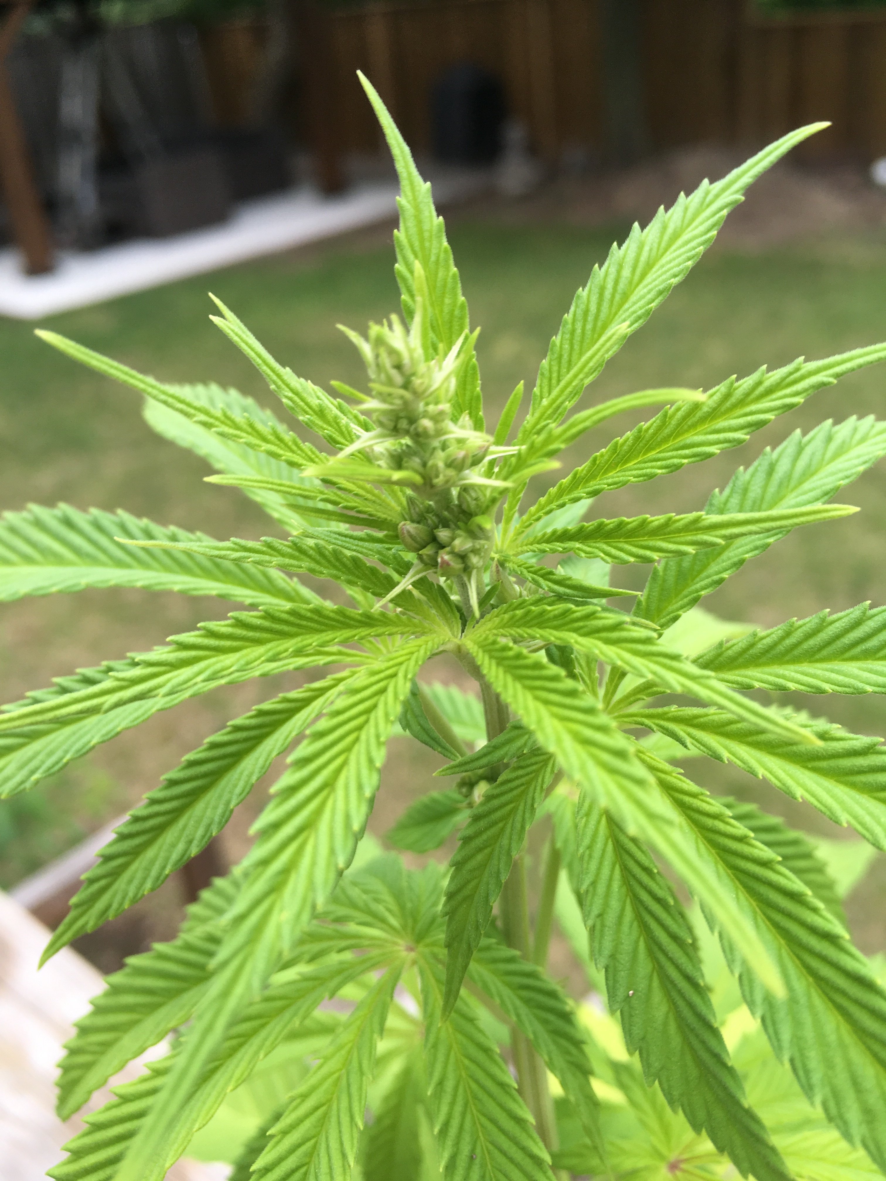 Is my plant a male?? Grasscity Forums The 1 Marijuana