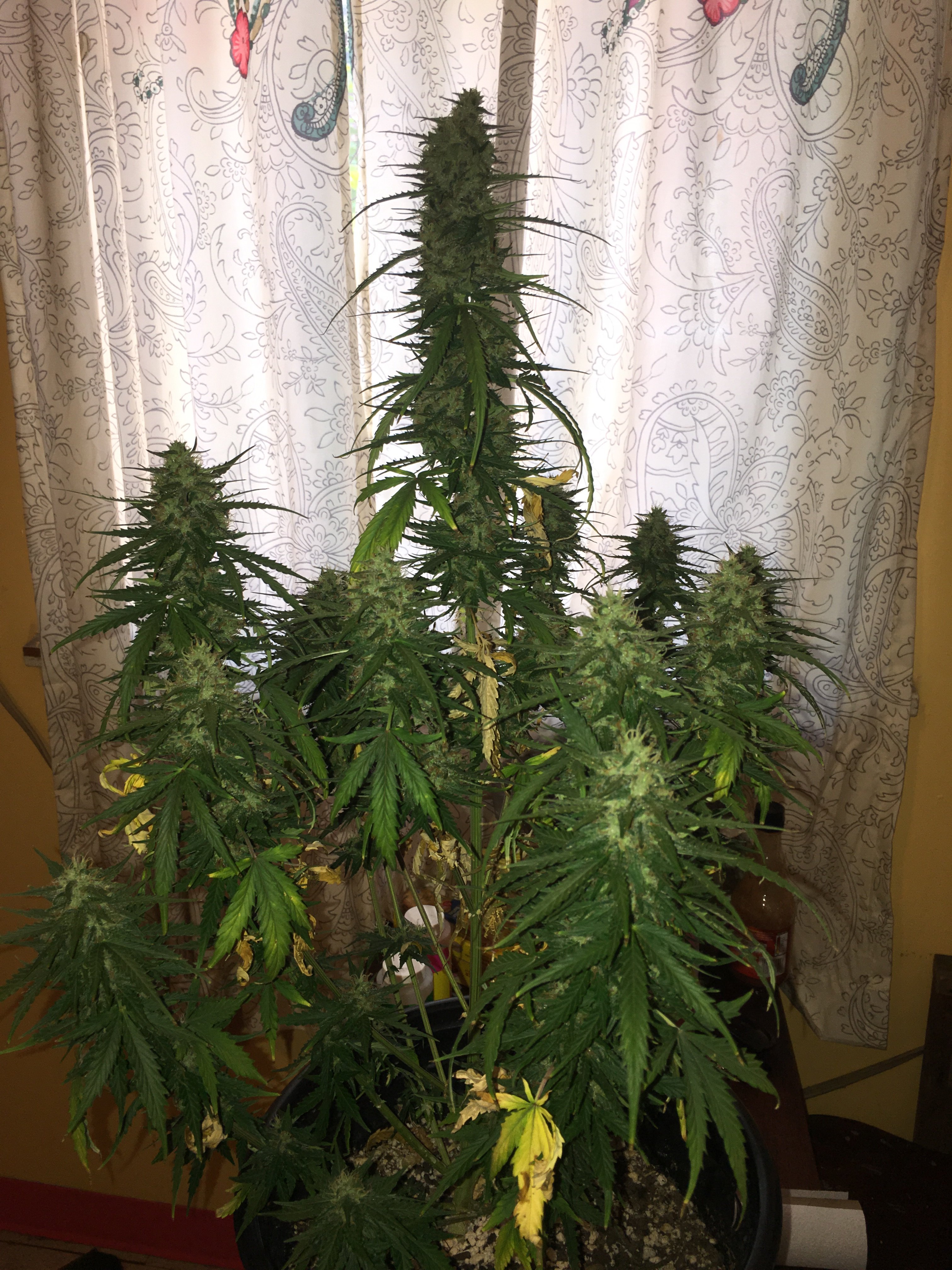 Harvesting! Grasscity Forums The 1 Marijuana