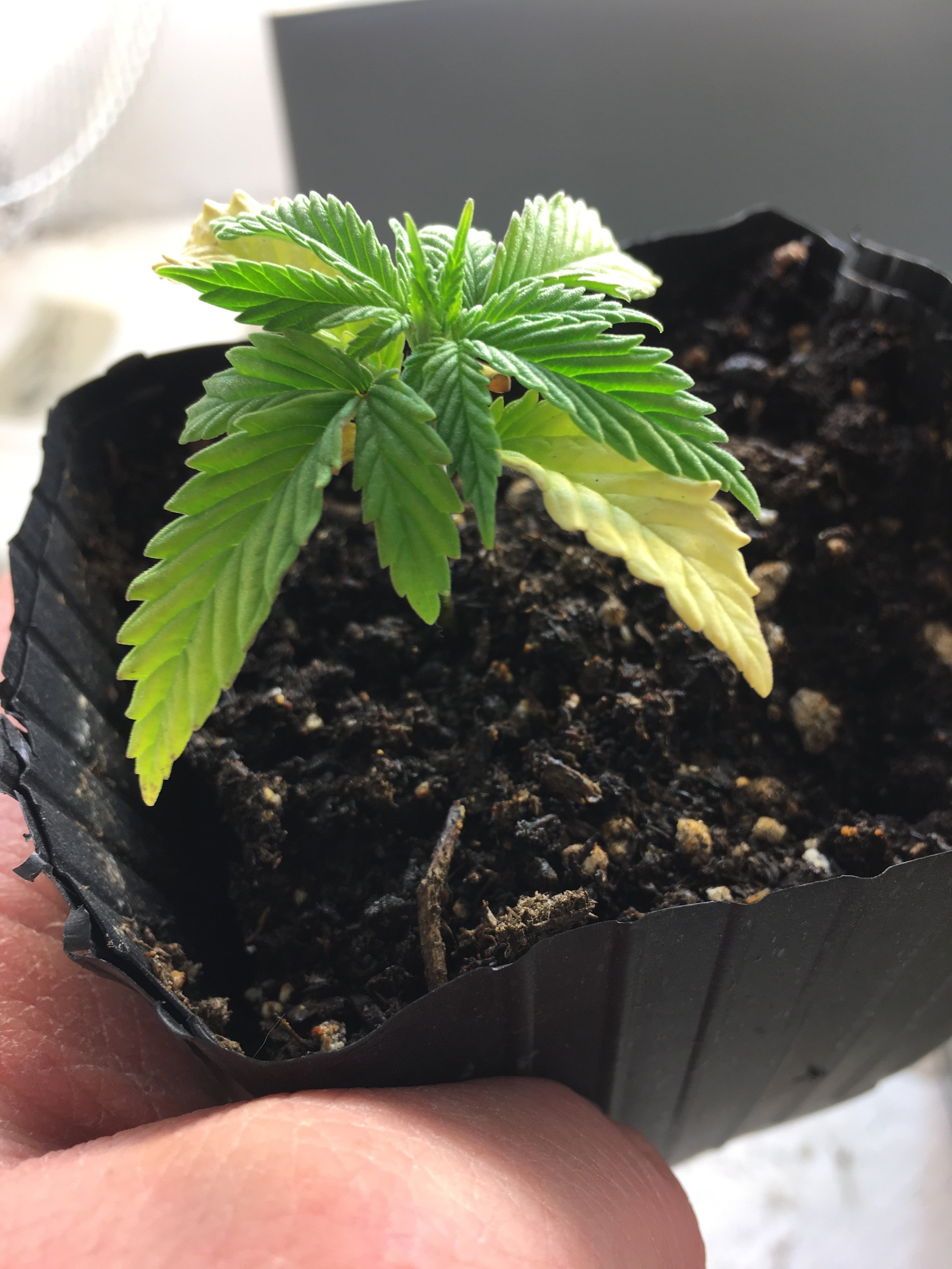 Need help with 2 week old plants Grasscity Forums The