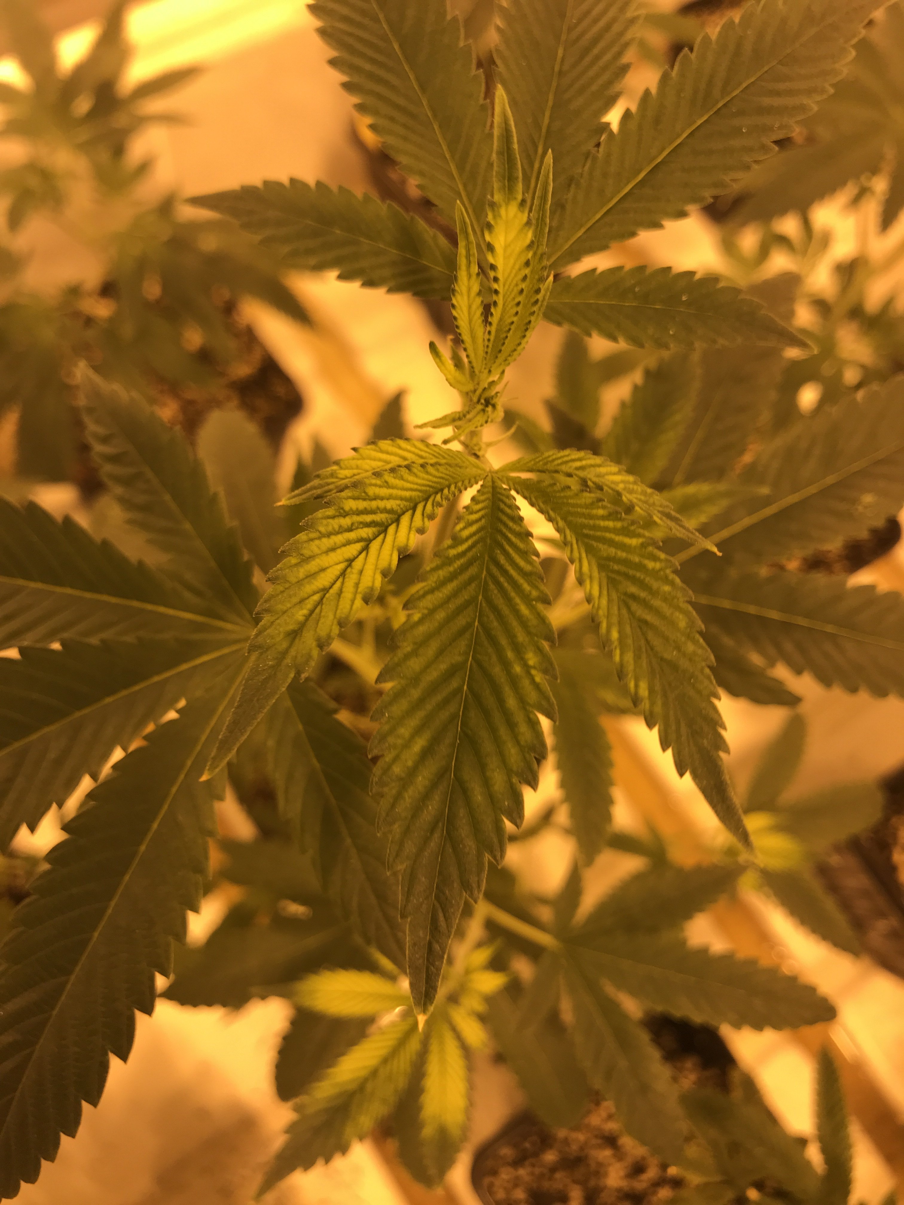 New leaves loosing color, turning lime green and white Grasscity