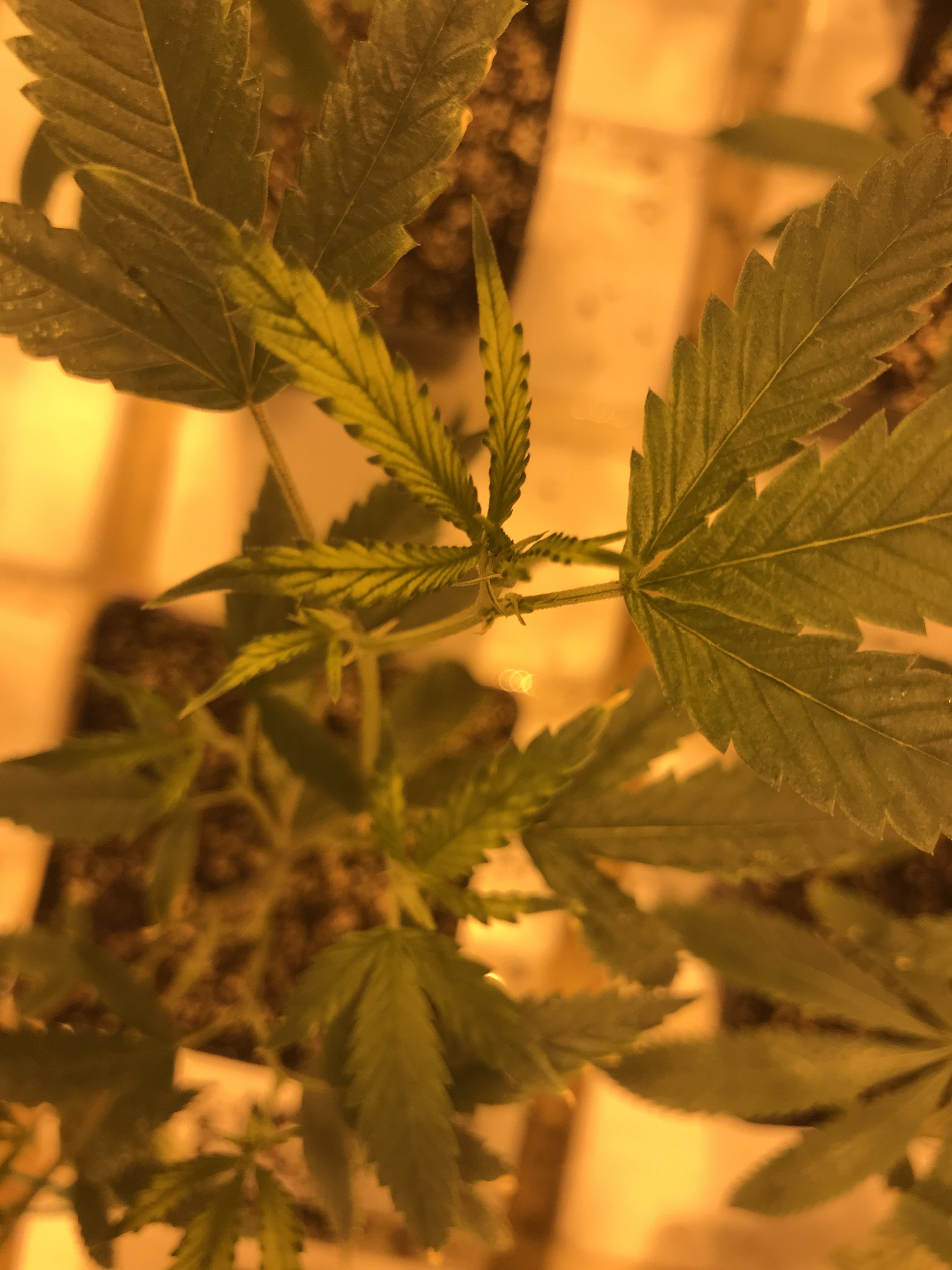 New leaves loosing color, turning lime green and white Grasscity