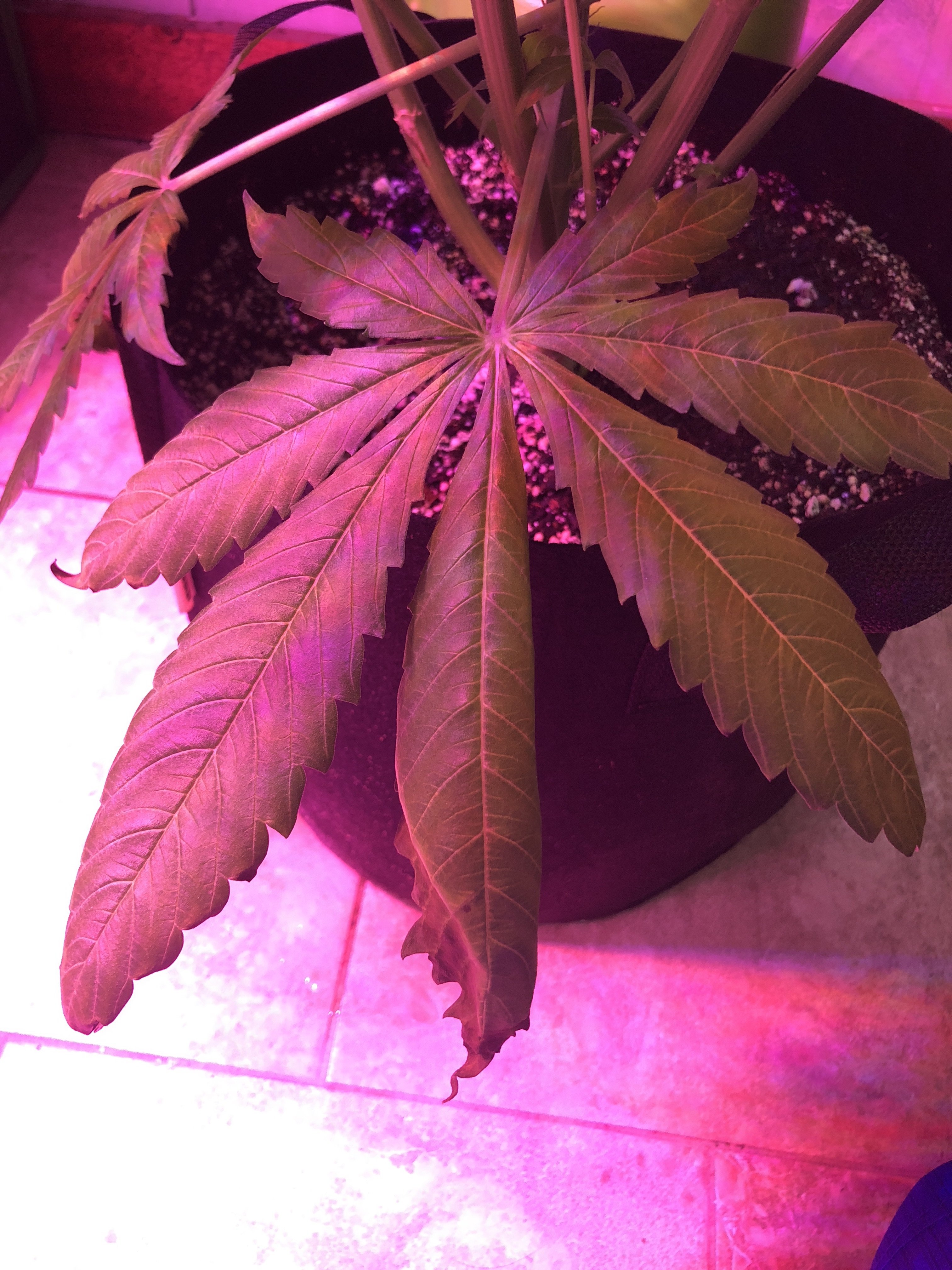 Fan leaves turning brownish yellow Grasscity Forums The 1