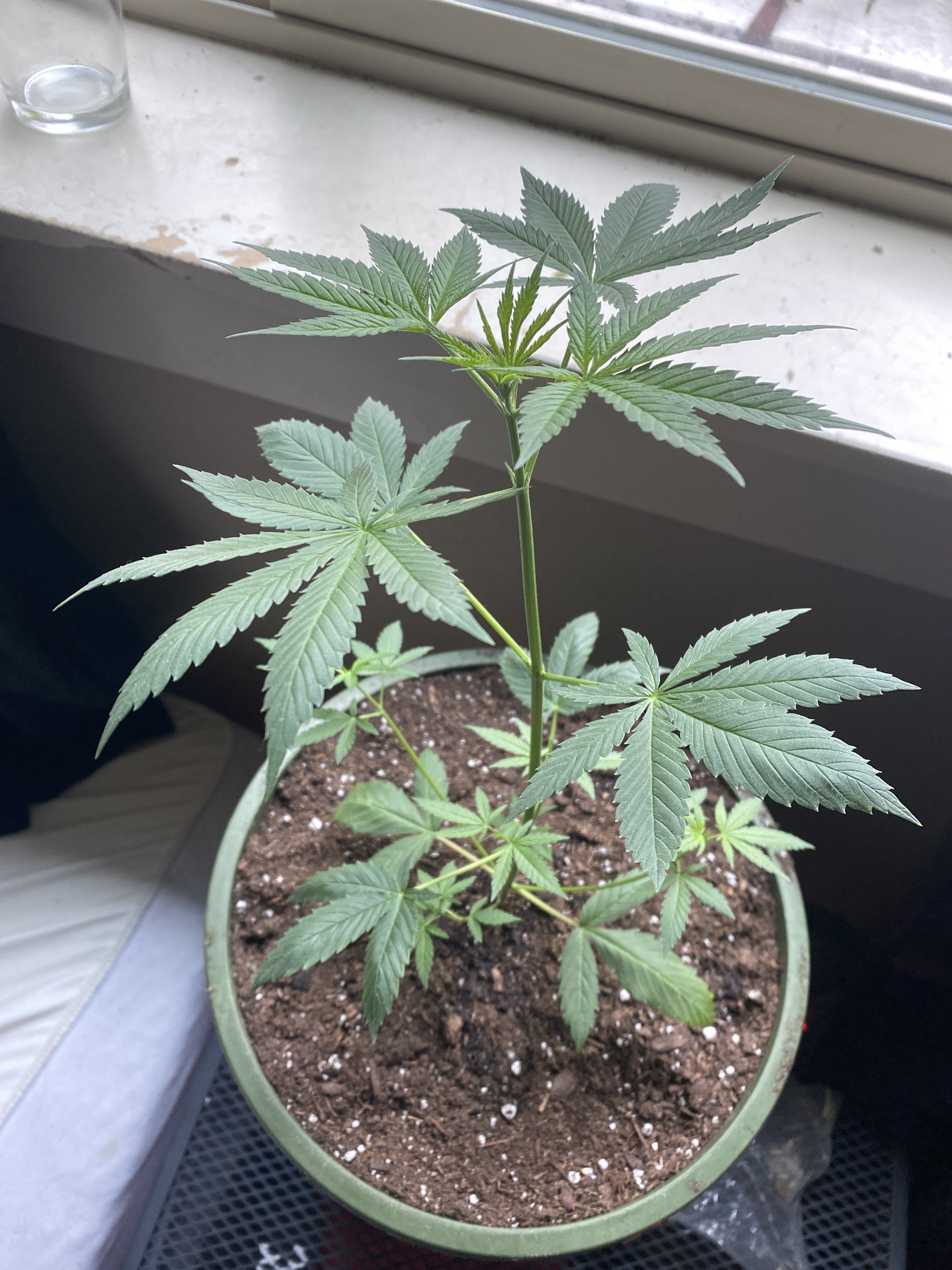 This is my 2 month old plant does it look healthy to yall