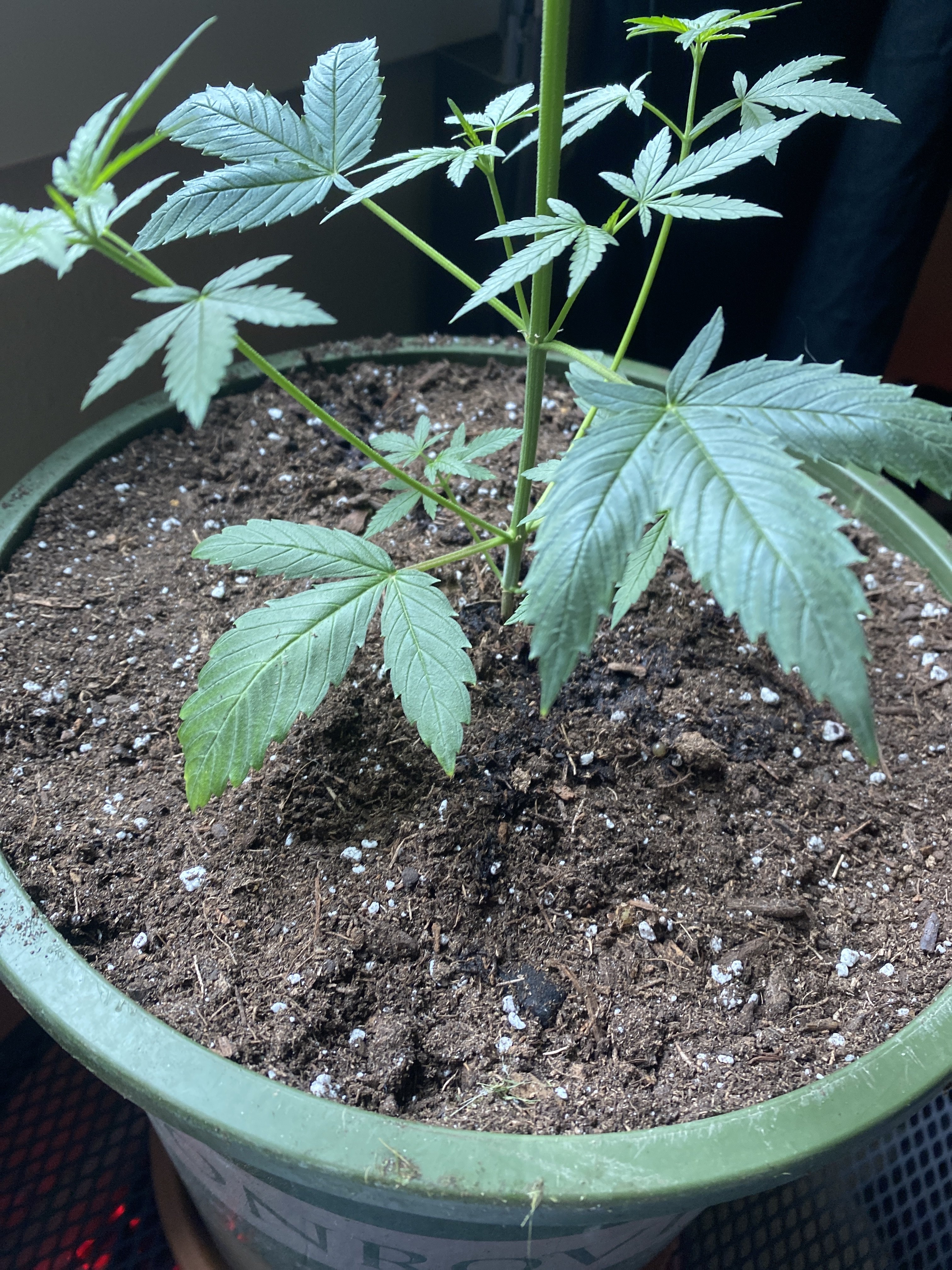 2 Month Old Weed Plant