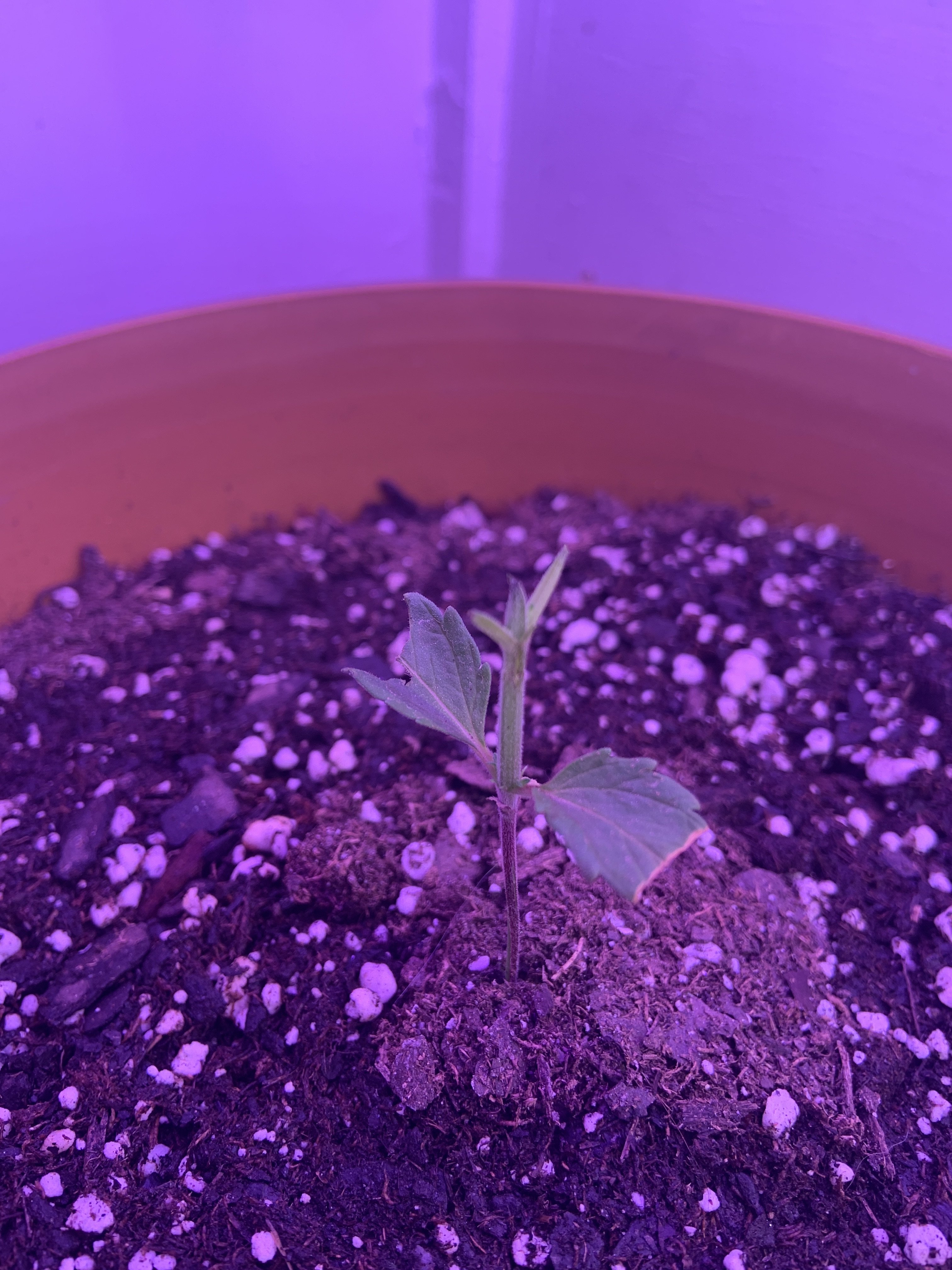 Help cat ate leaves off plant Grasscity Forums The 1 Marijuana