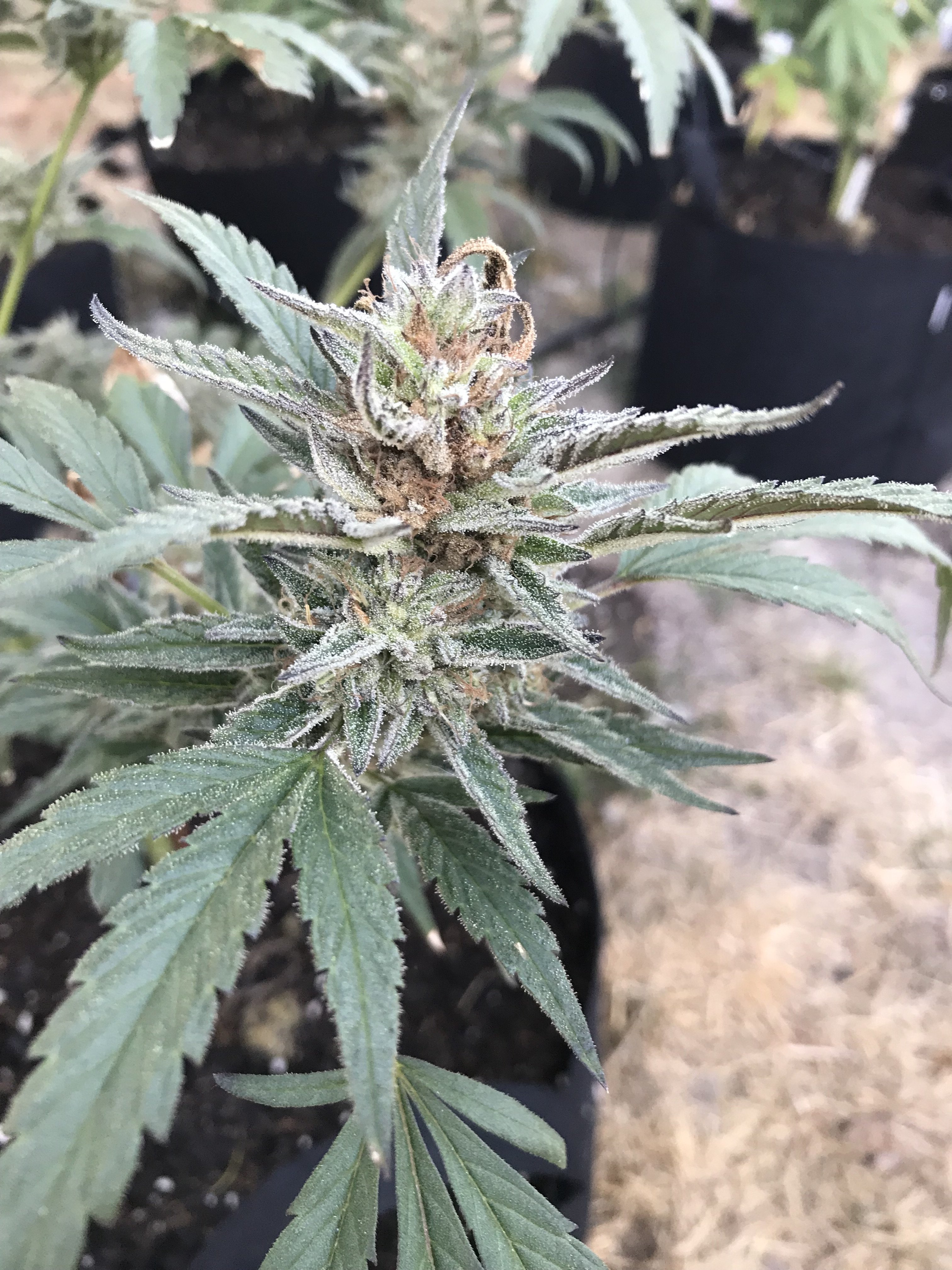 Bud Rot or Late to Harvest? Grasscity Forums The 1