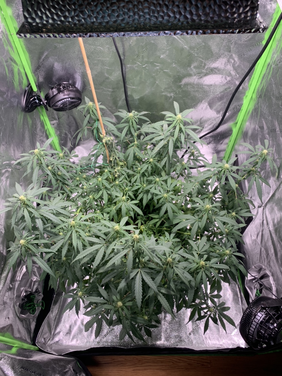 Week 23 of flower bent stalk dying Grasscity Forums