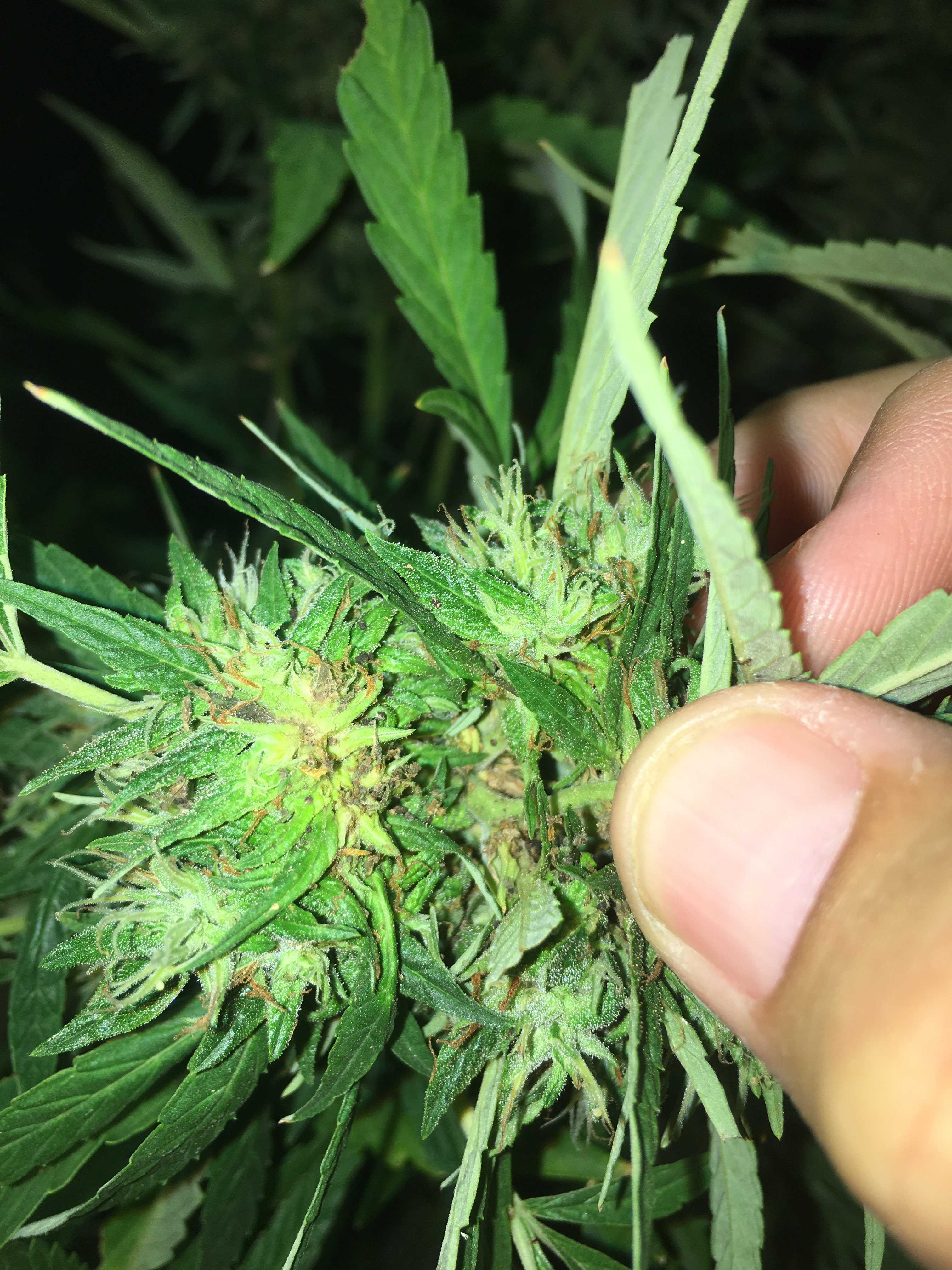 green worms and bud rot Grasscity Forums The 1