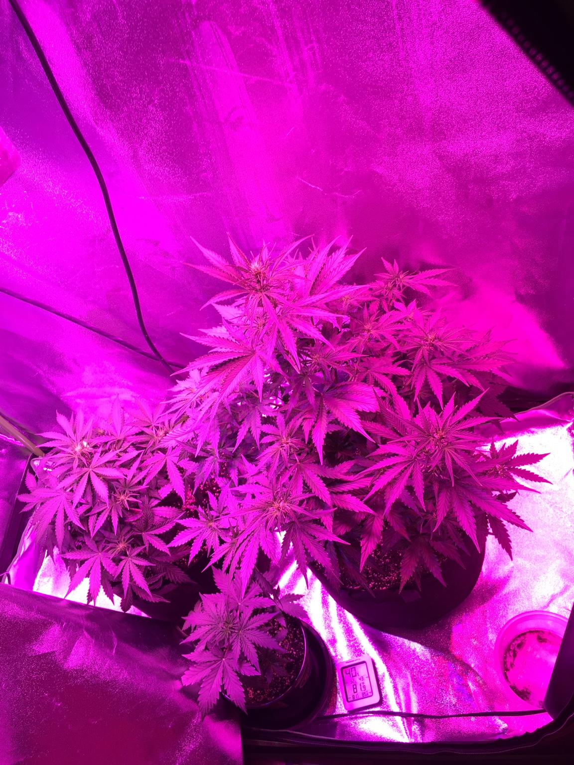 Northern lights Autoflower “growers choice seeds”. •Day 37