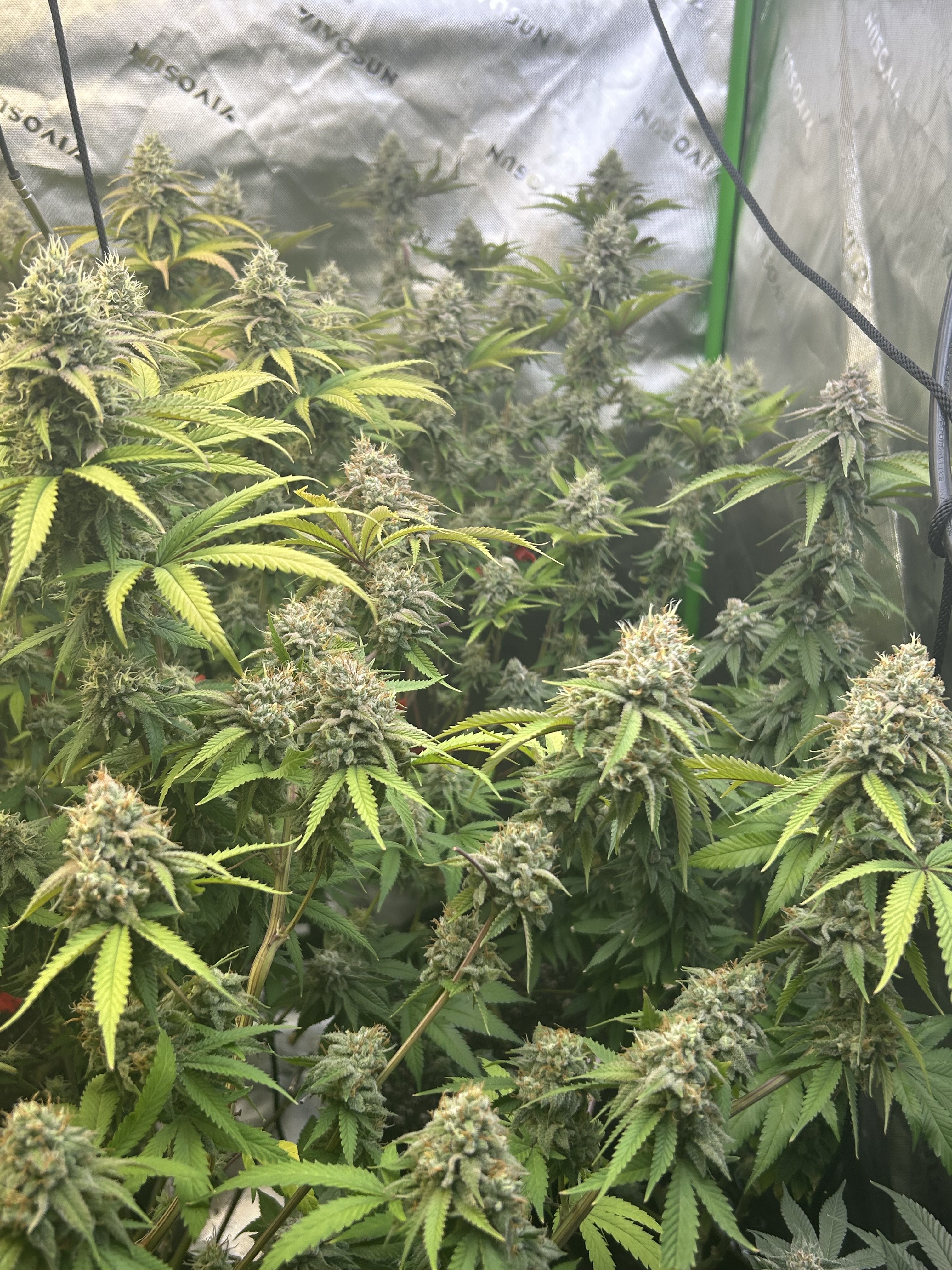 Anybody Ever experimented with topping more than once? Grasscity