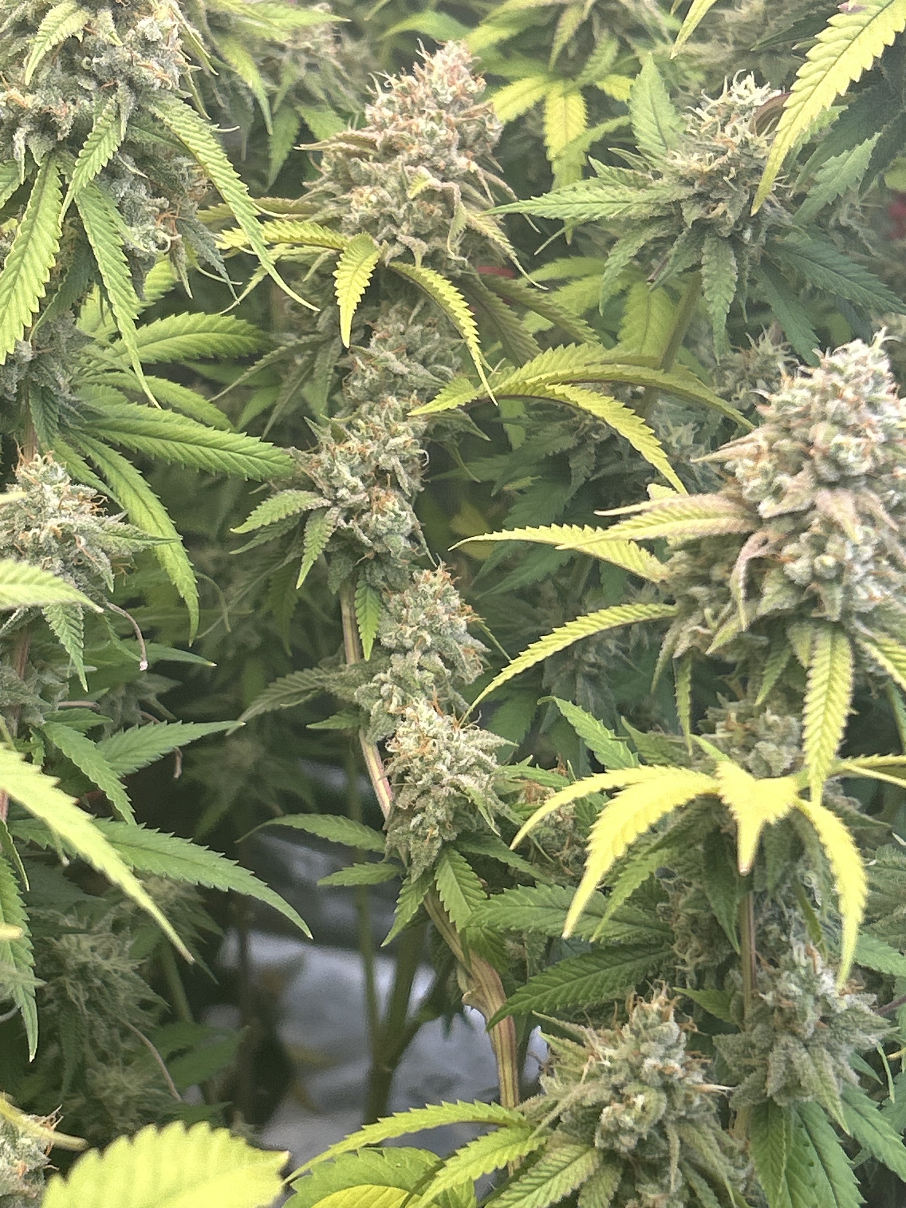 Anybody Ever experimented with topping more than once? Grasscity