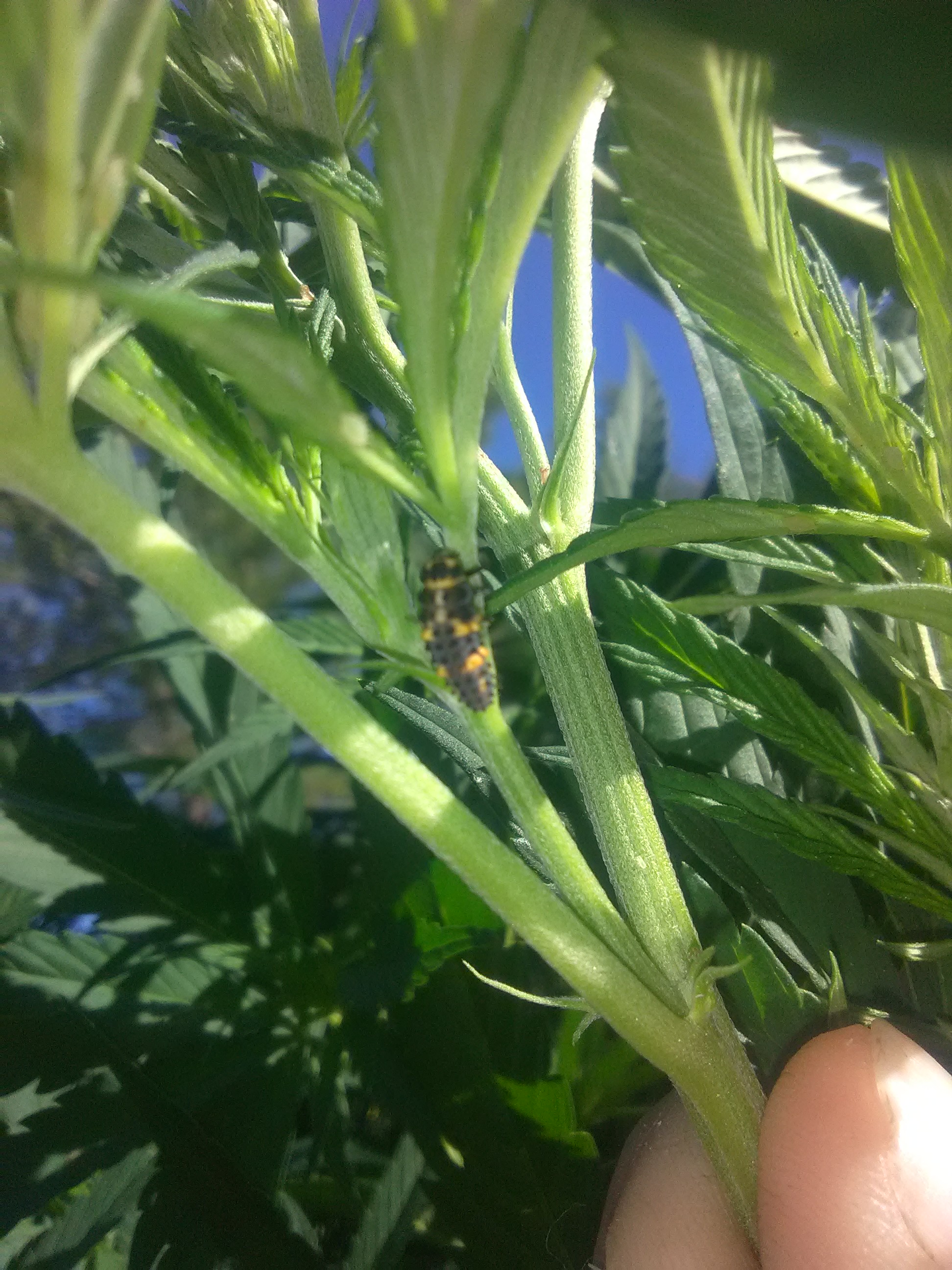 What are these bugs on my plants? Grasscity Forums The 1 Marijuana