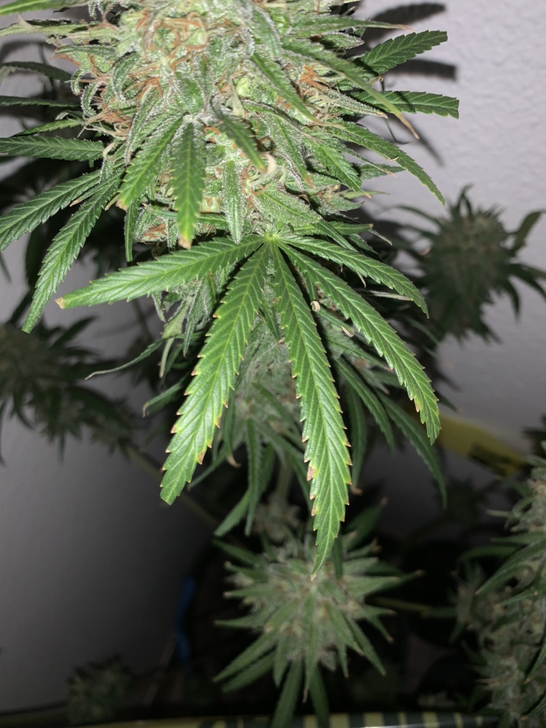 Fan leaves tips look burnt Grasscity Forums The 1 Marijuana