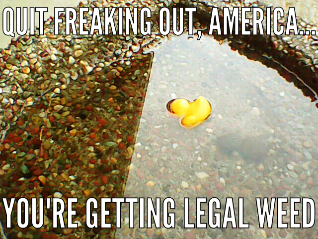 Coronavirus The 32 Funniest Memes Providing Much Needed Lockdown