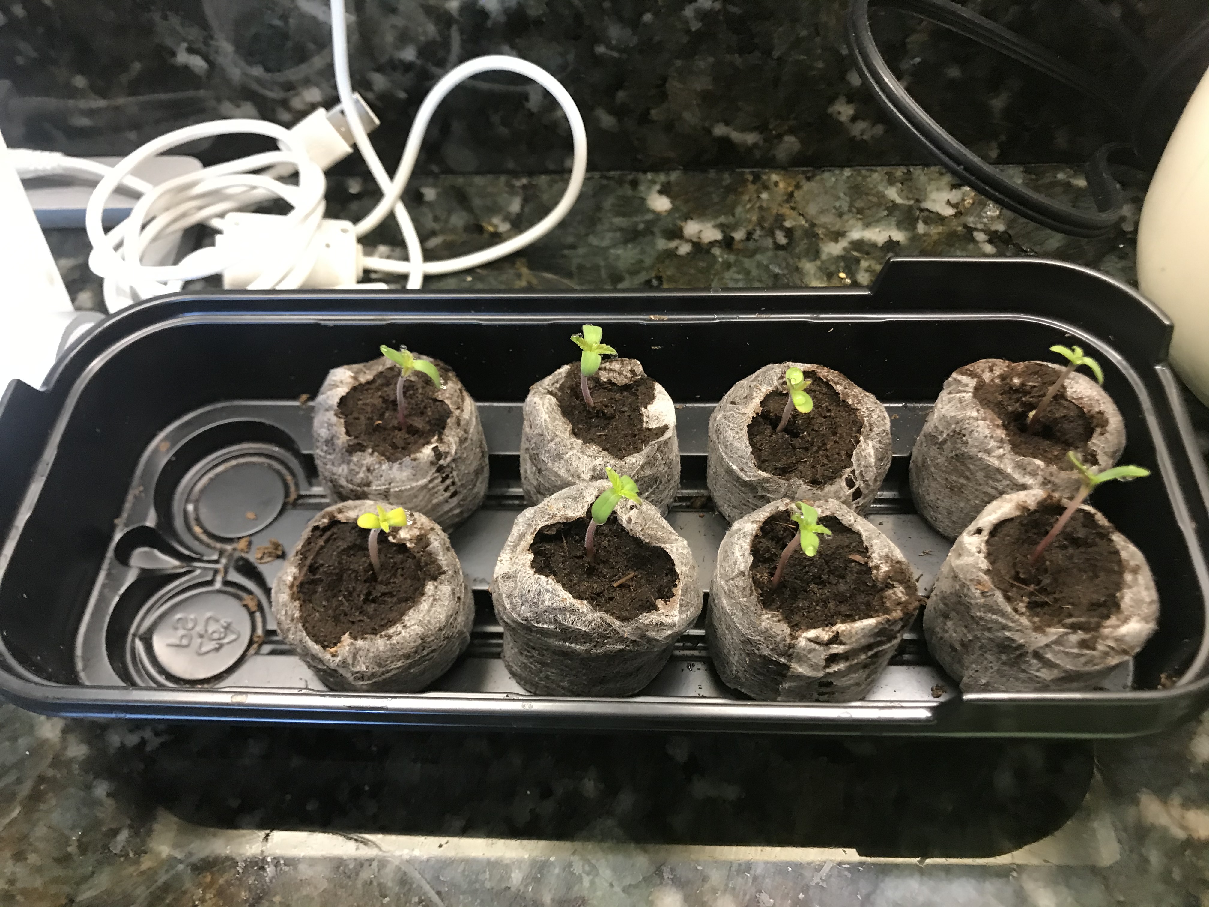 3 Soil Test! Grasscity Forums The 1 Marijuana Community Online