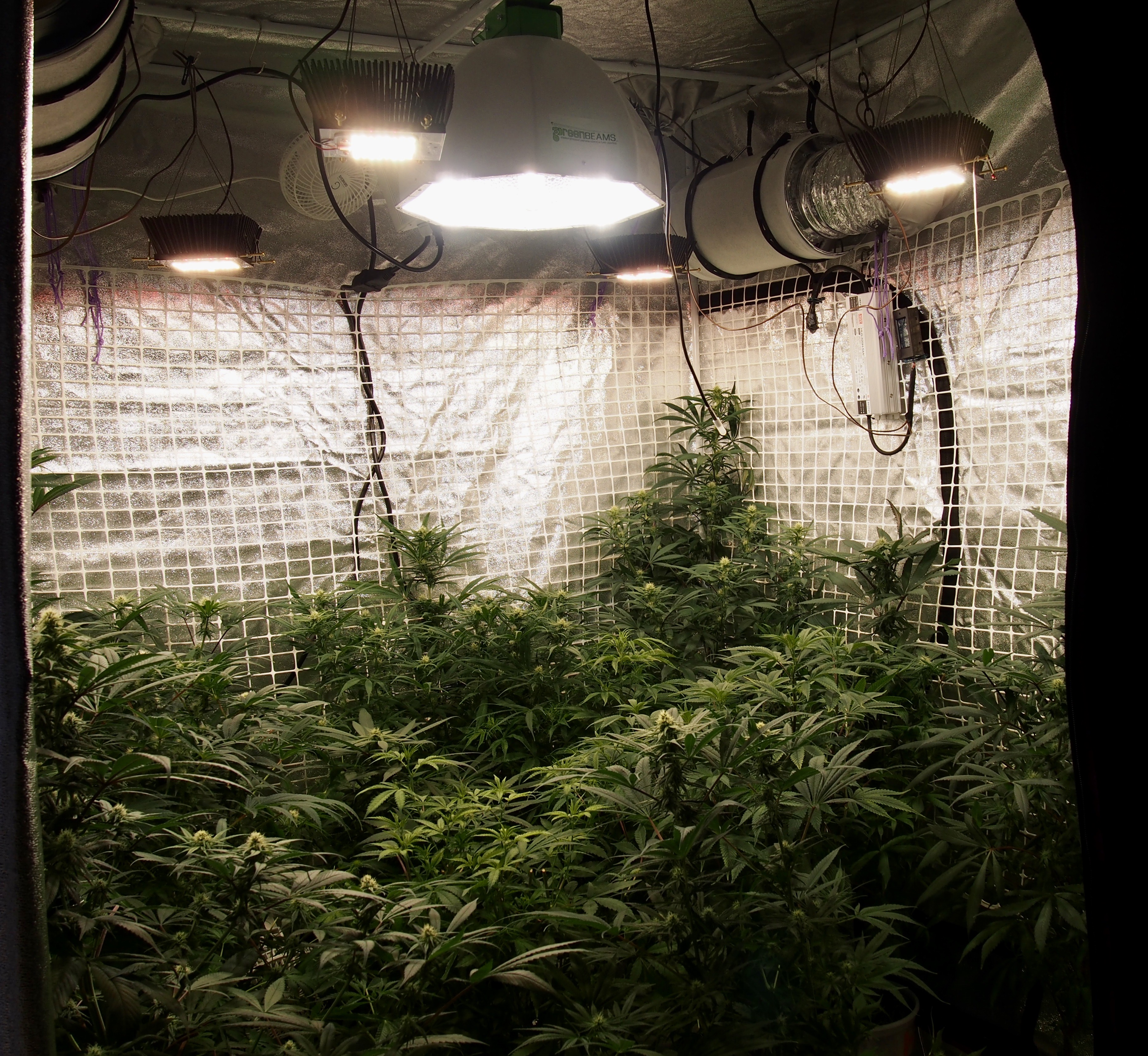 Mixing CMH with LED? Page 2 Grasscity Forums The 1 Marijuana