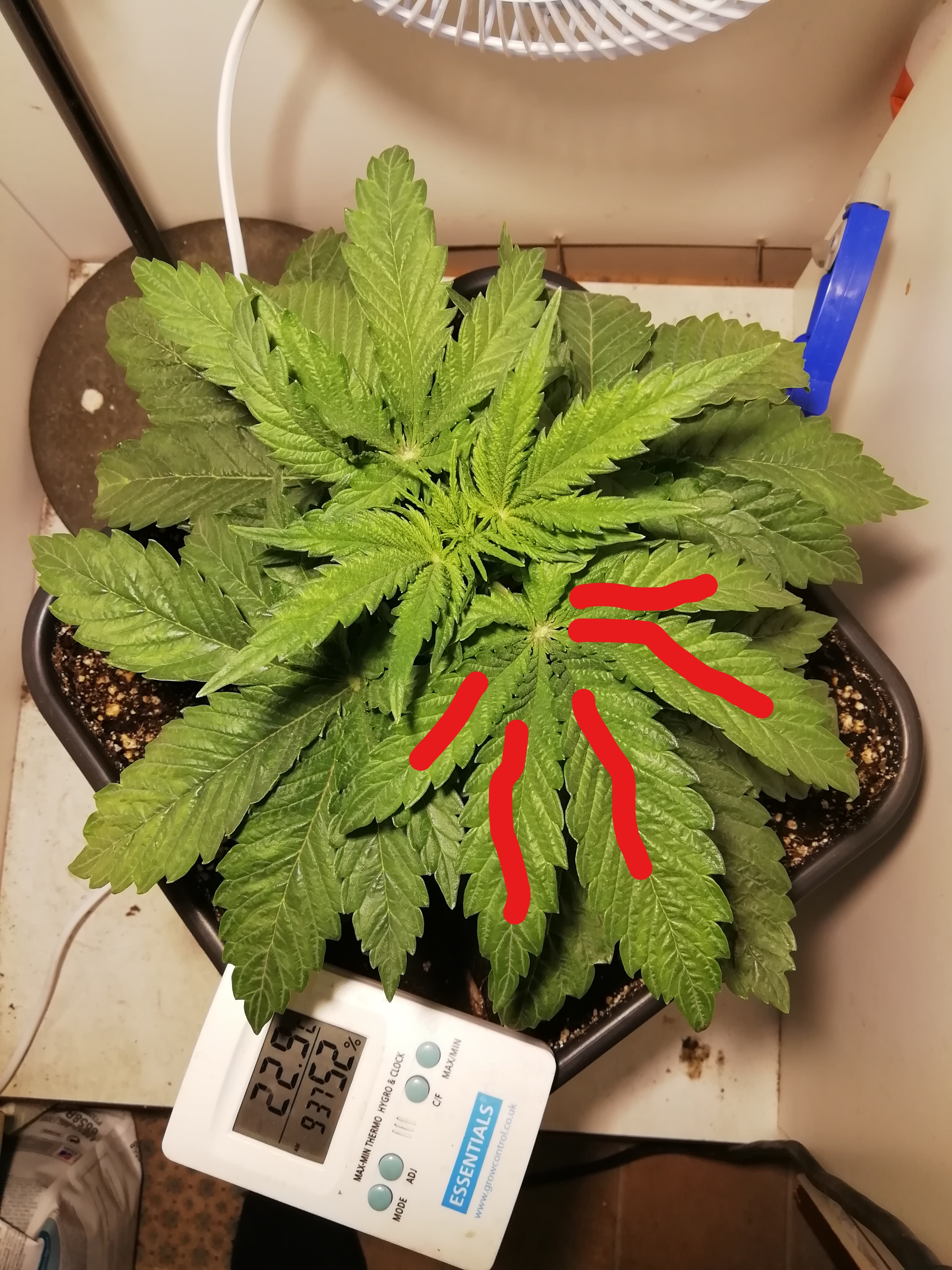 Remove Fan Leaves Day 22? Grasscity Forums The 1 Marijuana