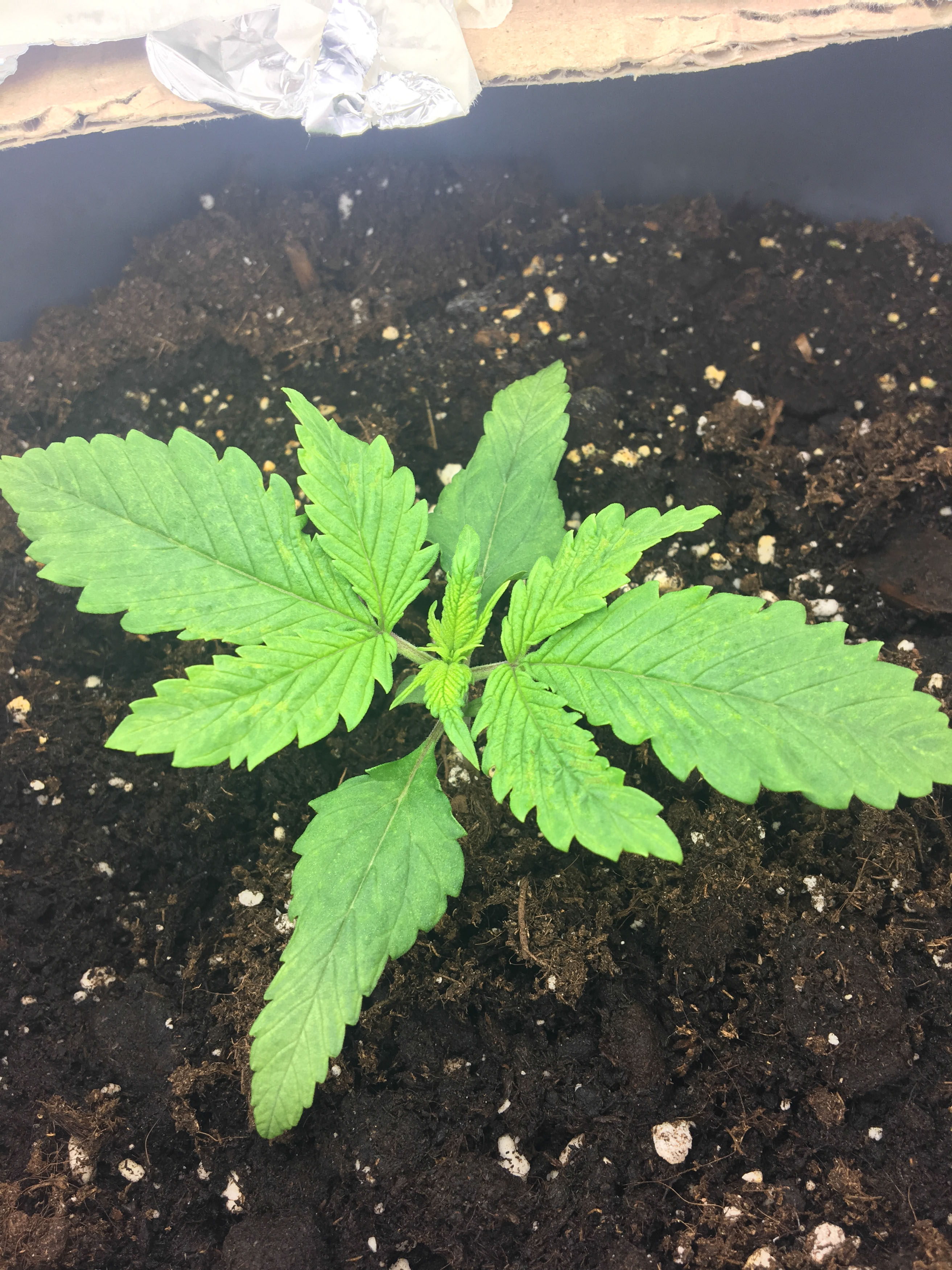 SEEDLING HELP!? Grasscity Forums The 1 Marijuana Community Online
