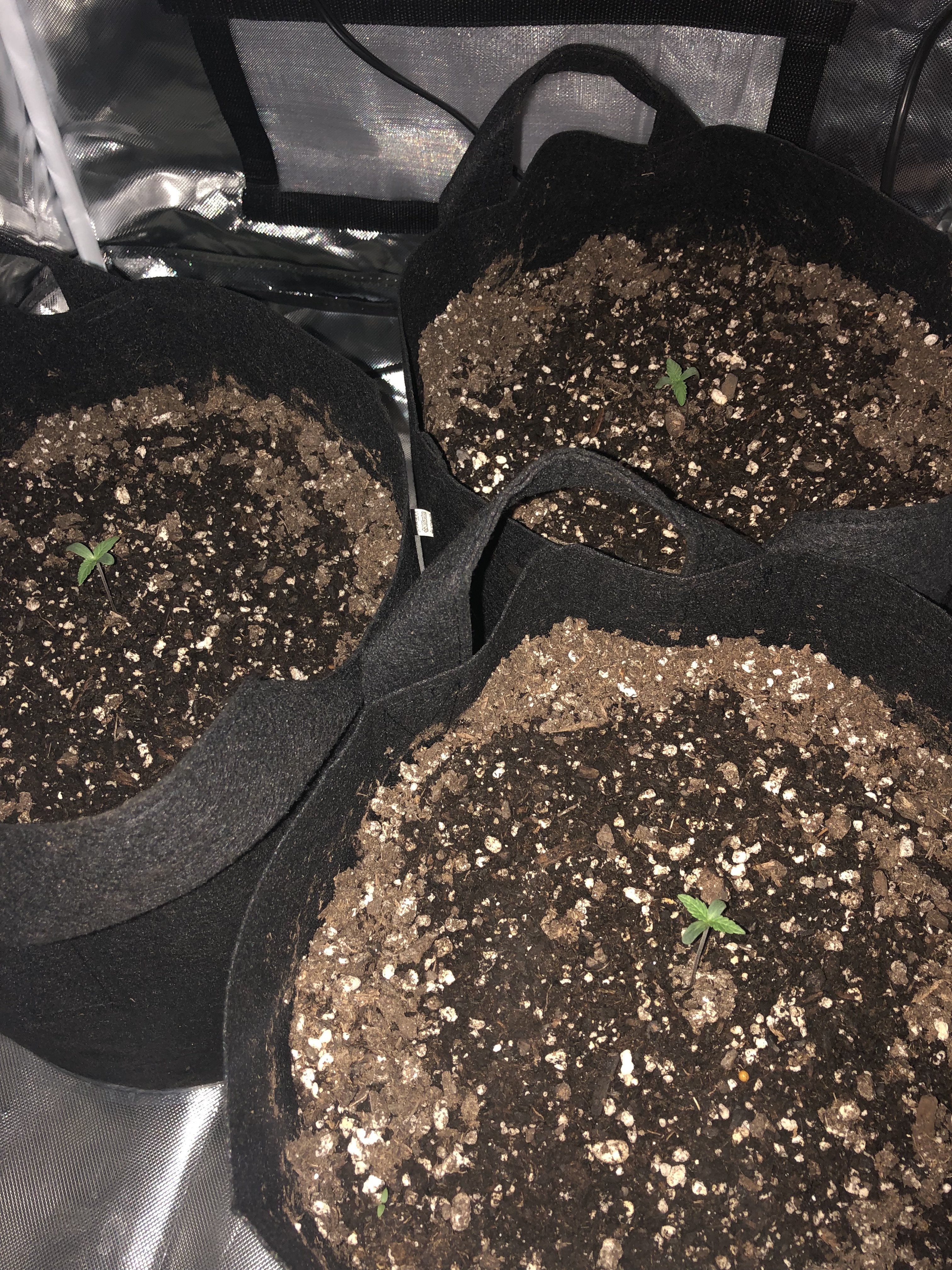 Too much light on my seedlings?? Grasscity Forums The 1 Marijuana