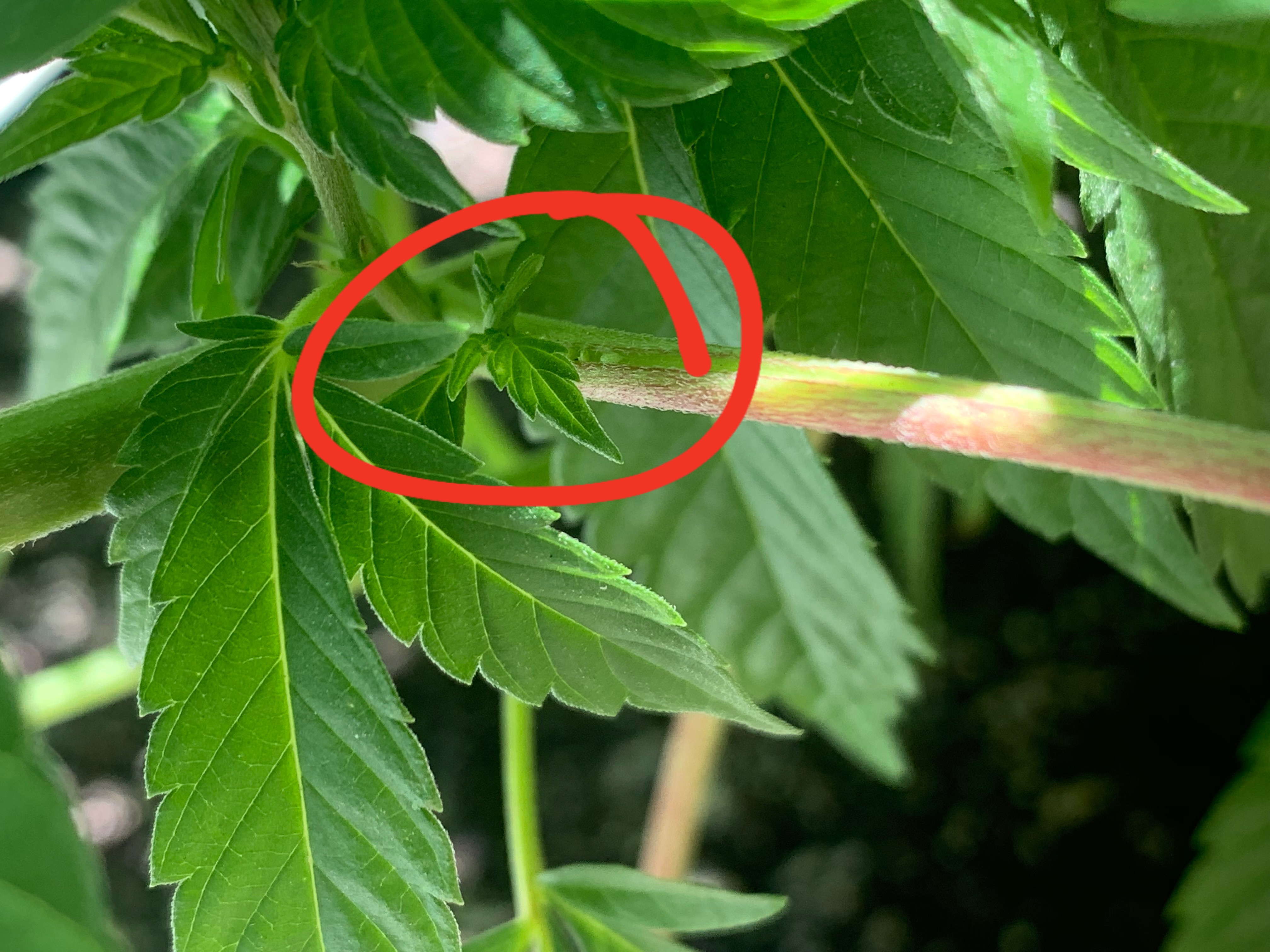 Bud growing on fan leaf? Grasscity Forums The 1 Marijuana