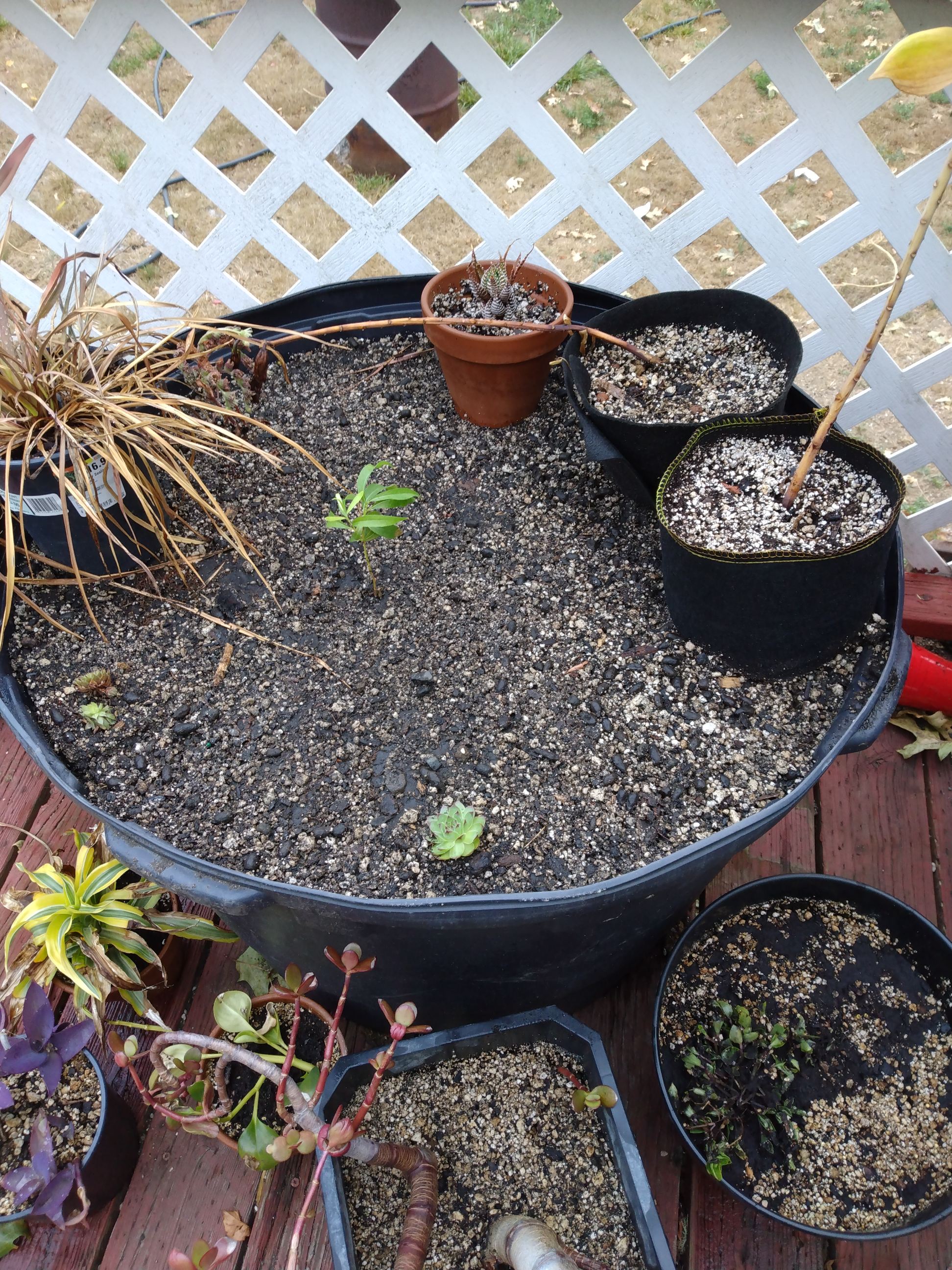 DIY Rooting solution Grasscity Forums The 1 Marijuana Community Online