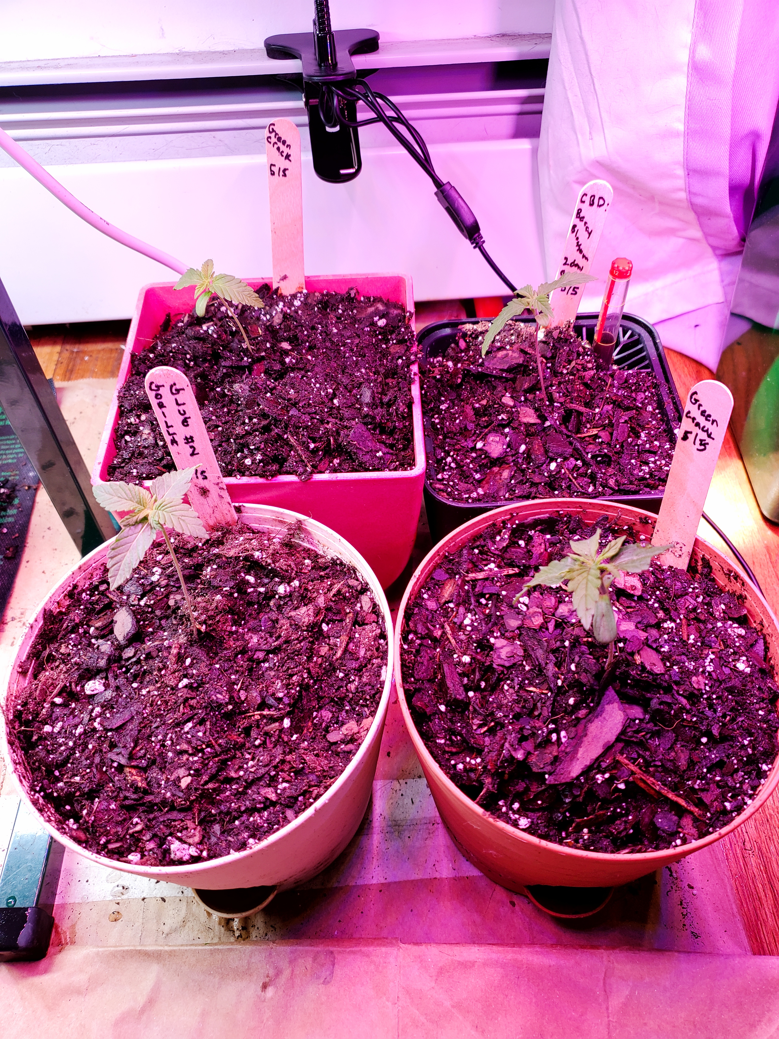 Seedlings Grasscity Forums The 1 Marijuana Community Online