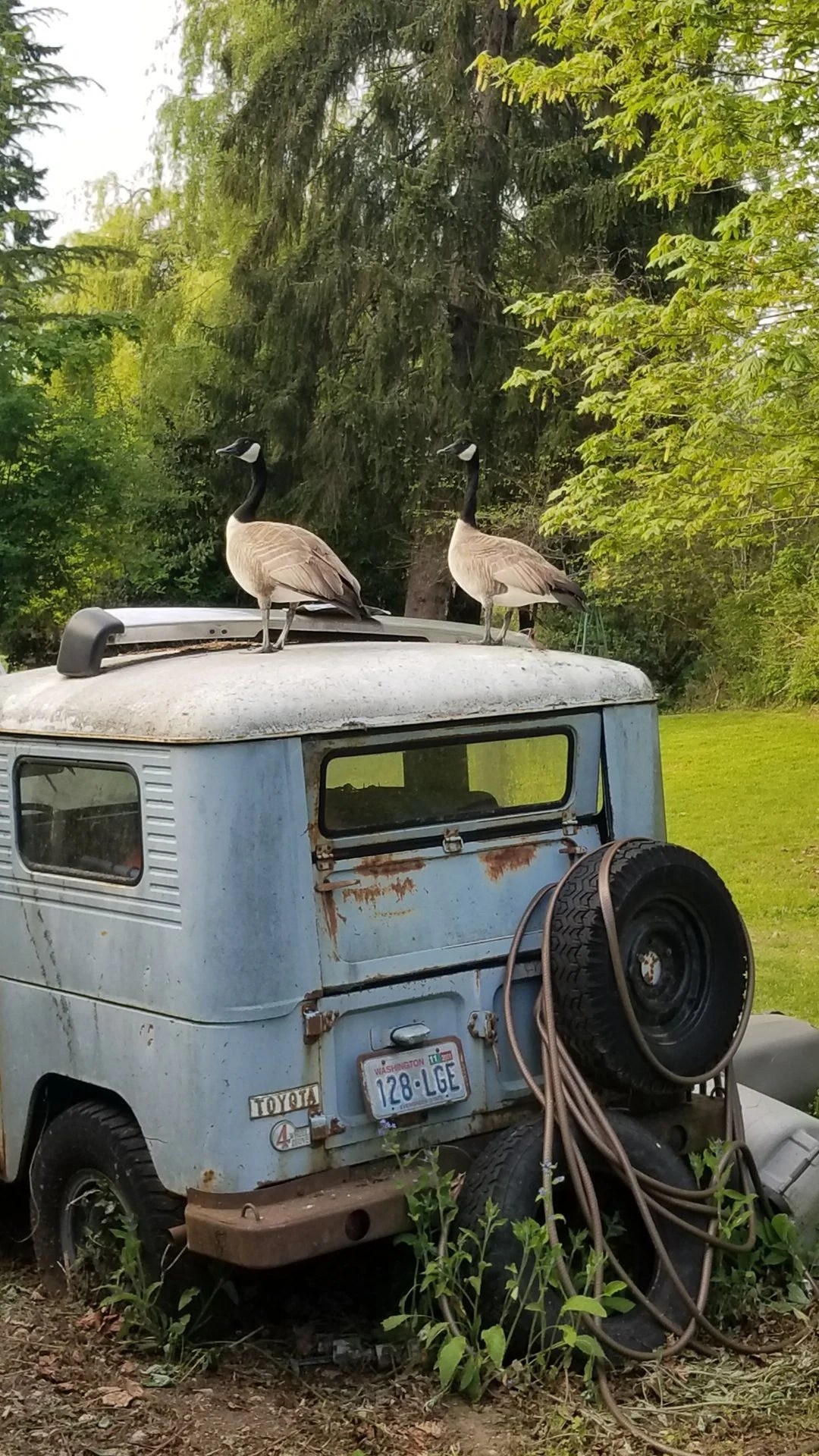 craigslist Not mine, Spring green hard top '65 in Clarkston WA