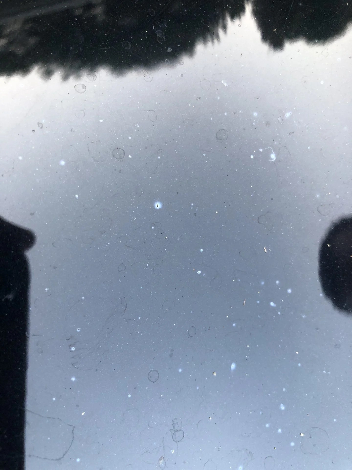 Tiny paint chips on hood IH8MUD Forum