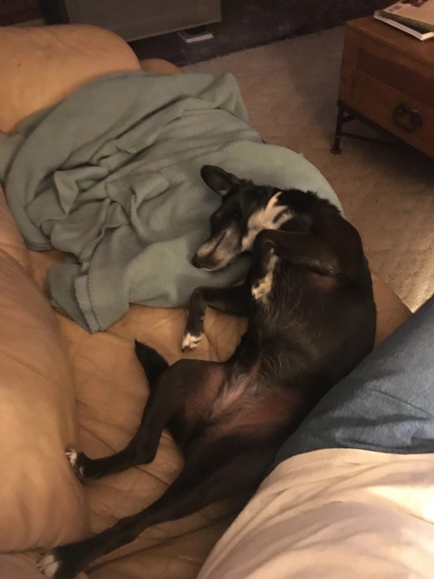 anyone else’s dog sleep like this?? IH8MUD Forum