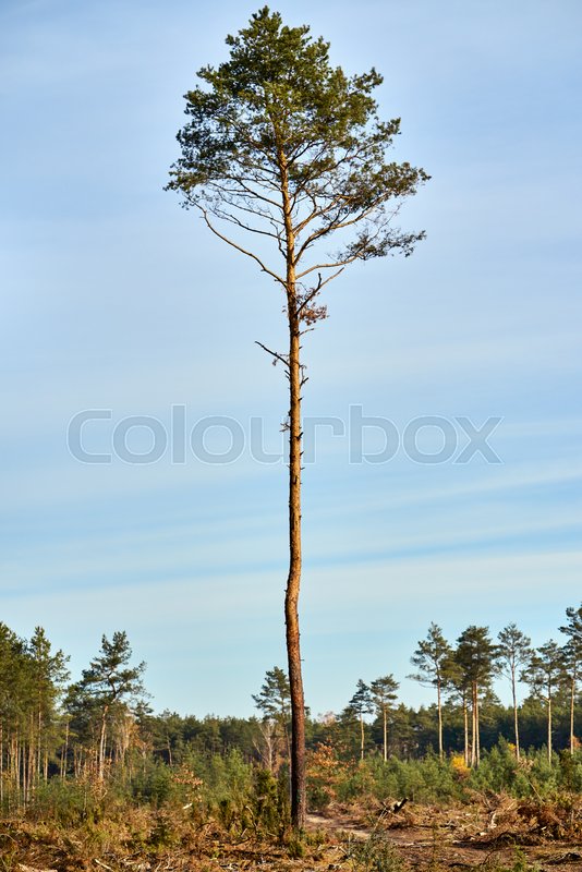 'This tree is very tall.' 'But that one is low/short