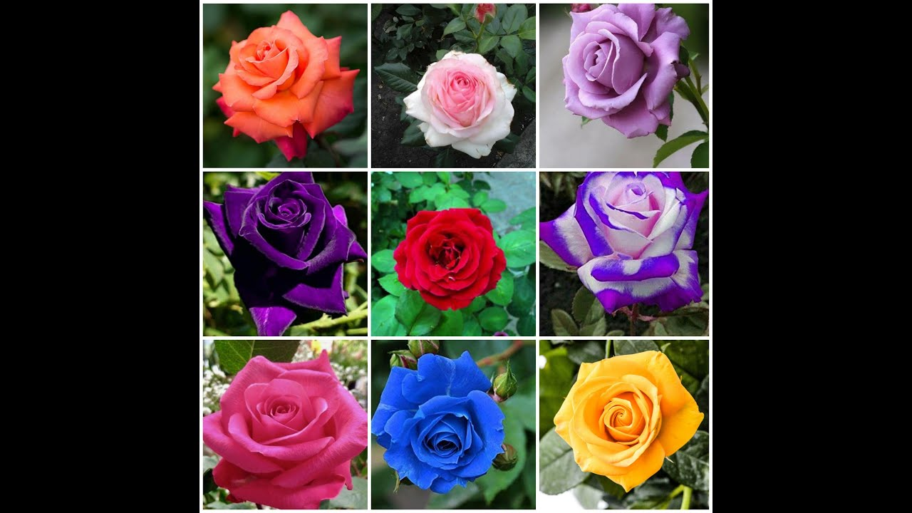 The sky is colored in color of rose WordReference Forums