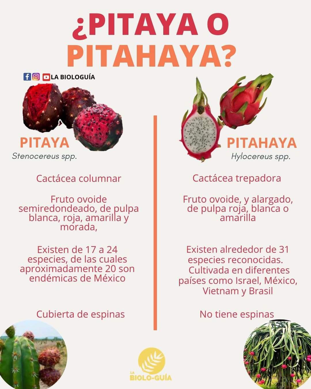 Pitaya WordReference Forums