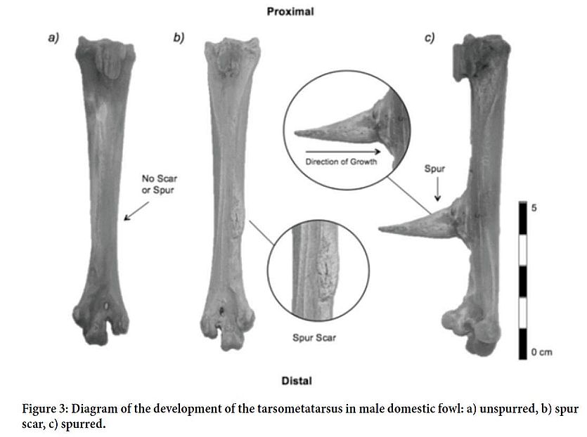 spurs up and slashing WordReference Forums