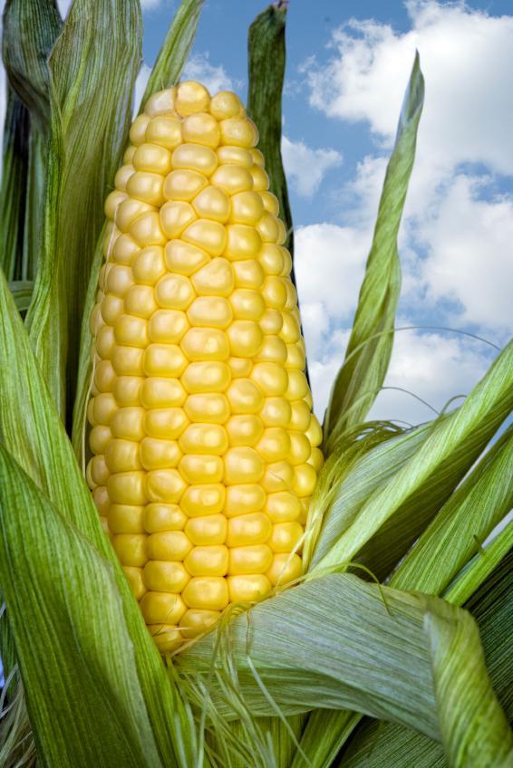 ear of corn WordReference Forums