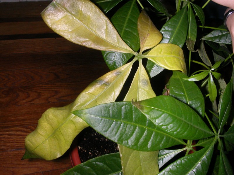 Money Tree Leaves Drooping And Curling Why Your Chinese Money Plant S